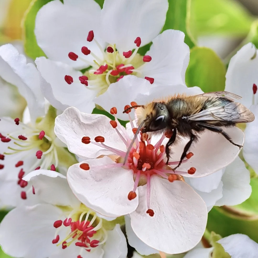 To Bee or Not to Bee&nbsp;