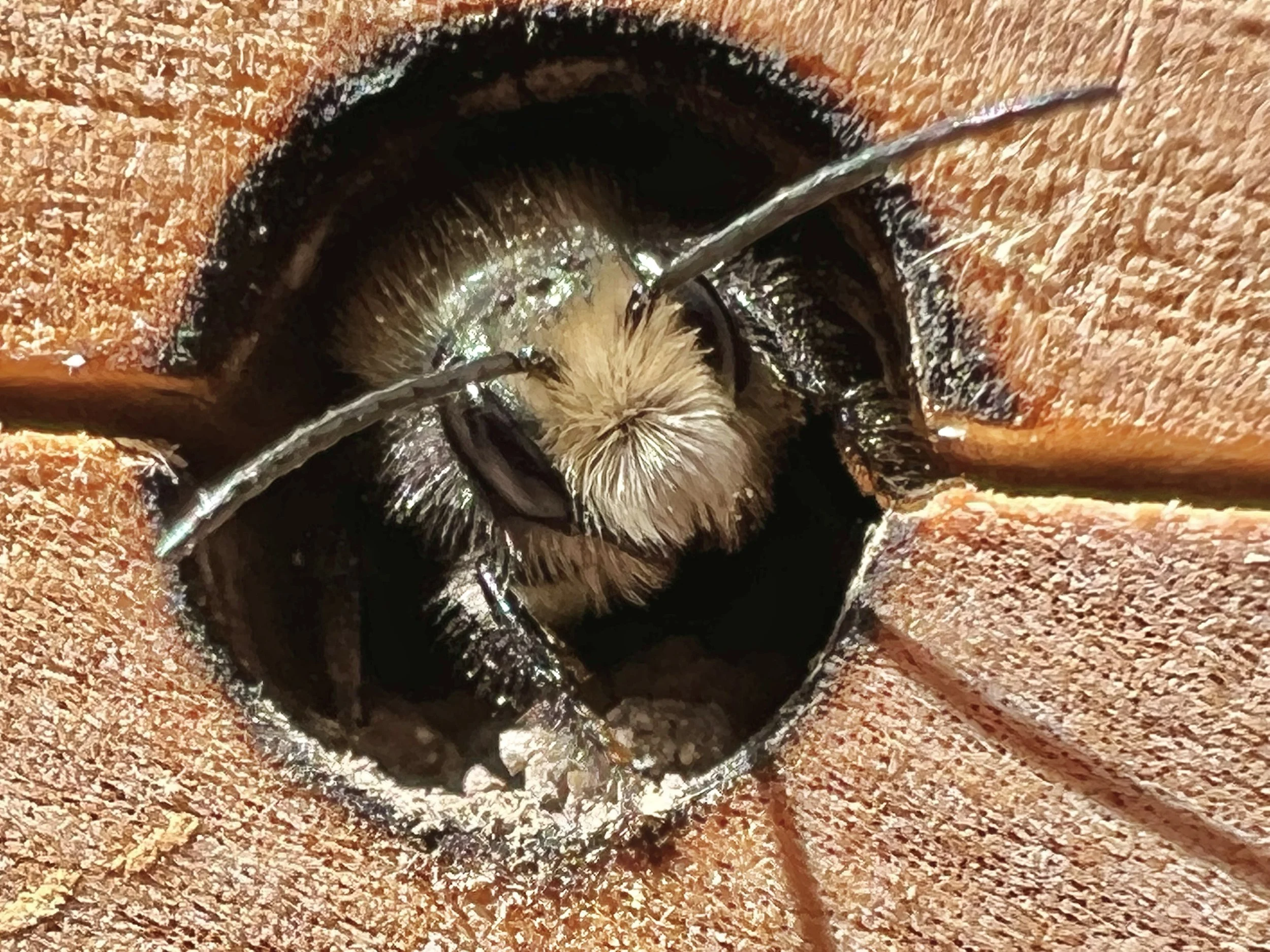 MASON BEE IN THE NESTING CHAMBER