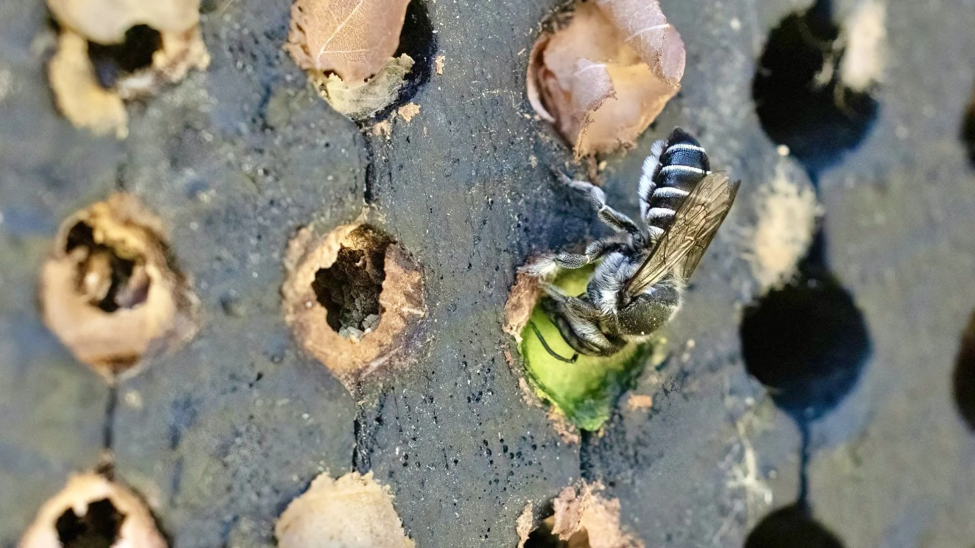 LEAFCUTTER MAKING A NEST