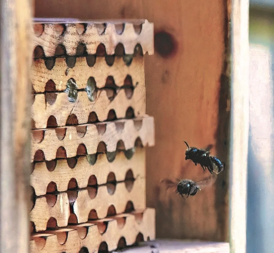 MASON BEES FLYING INTO NESTING CHAMBERS