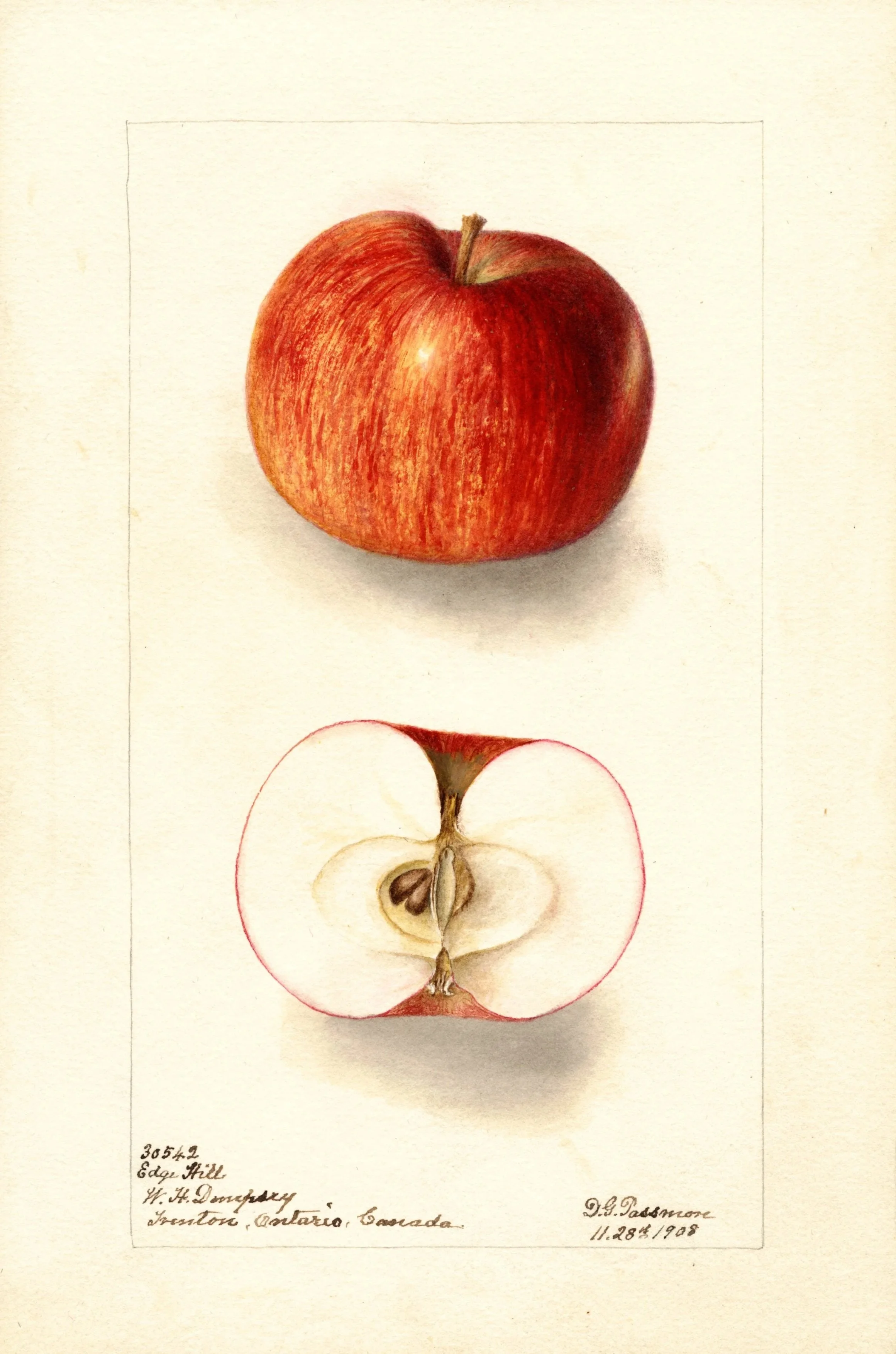 1APPLE.jpg