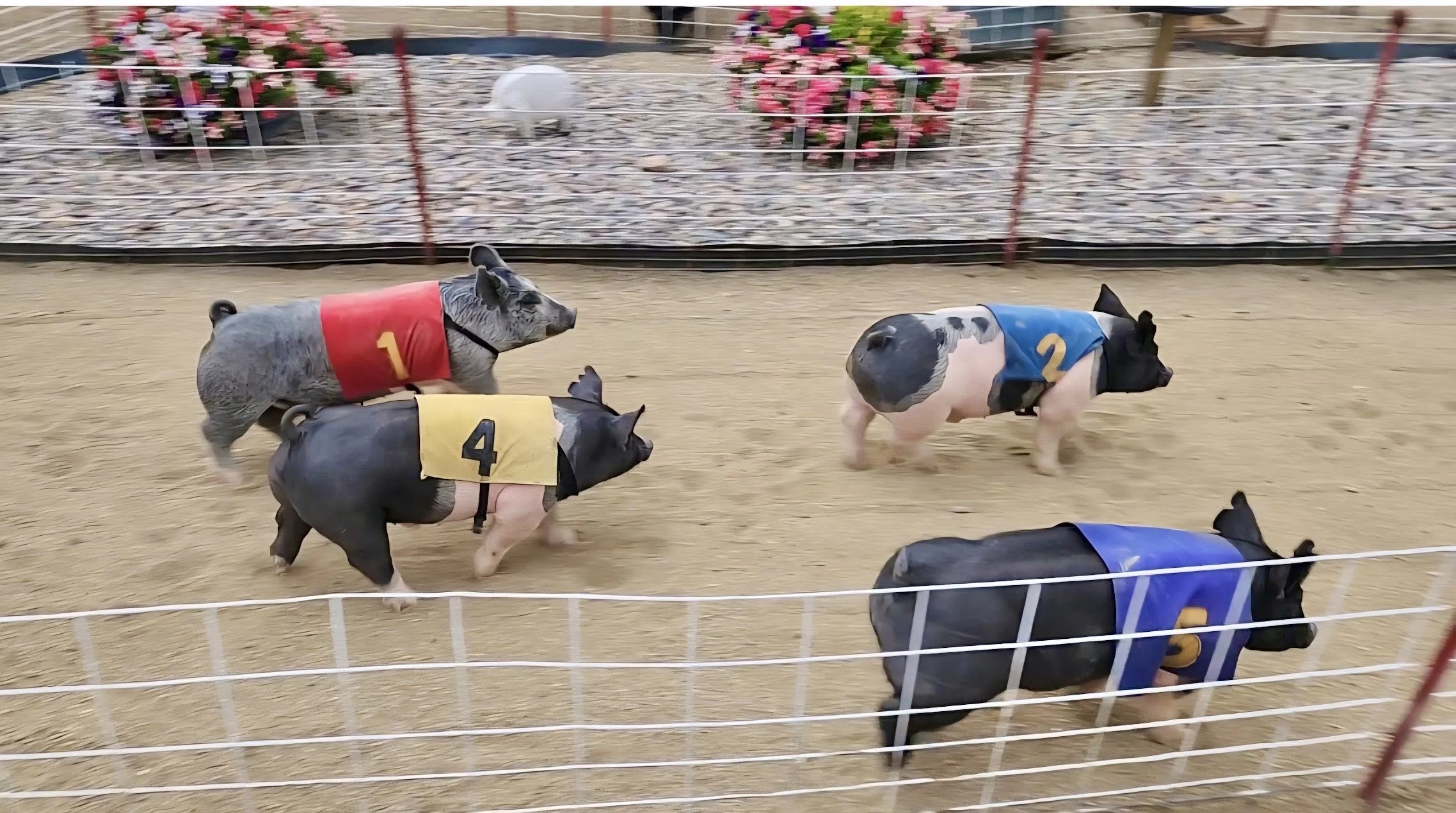 Bearcreek Downs – Where Pigs Do Fly