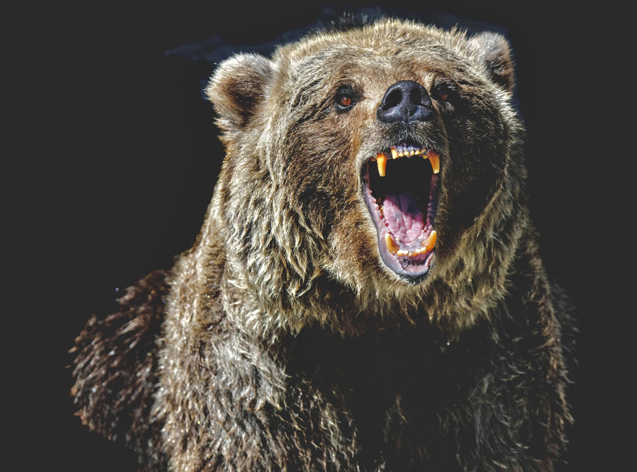 The Night of the Grizzlies