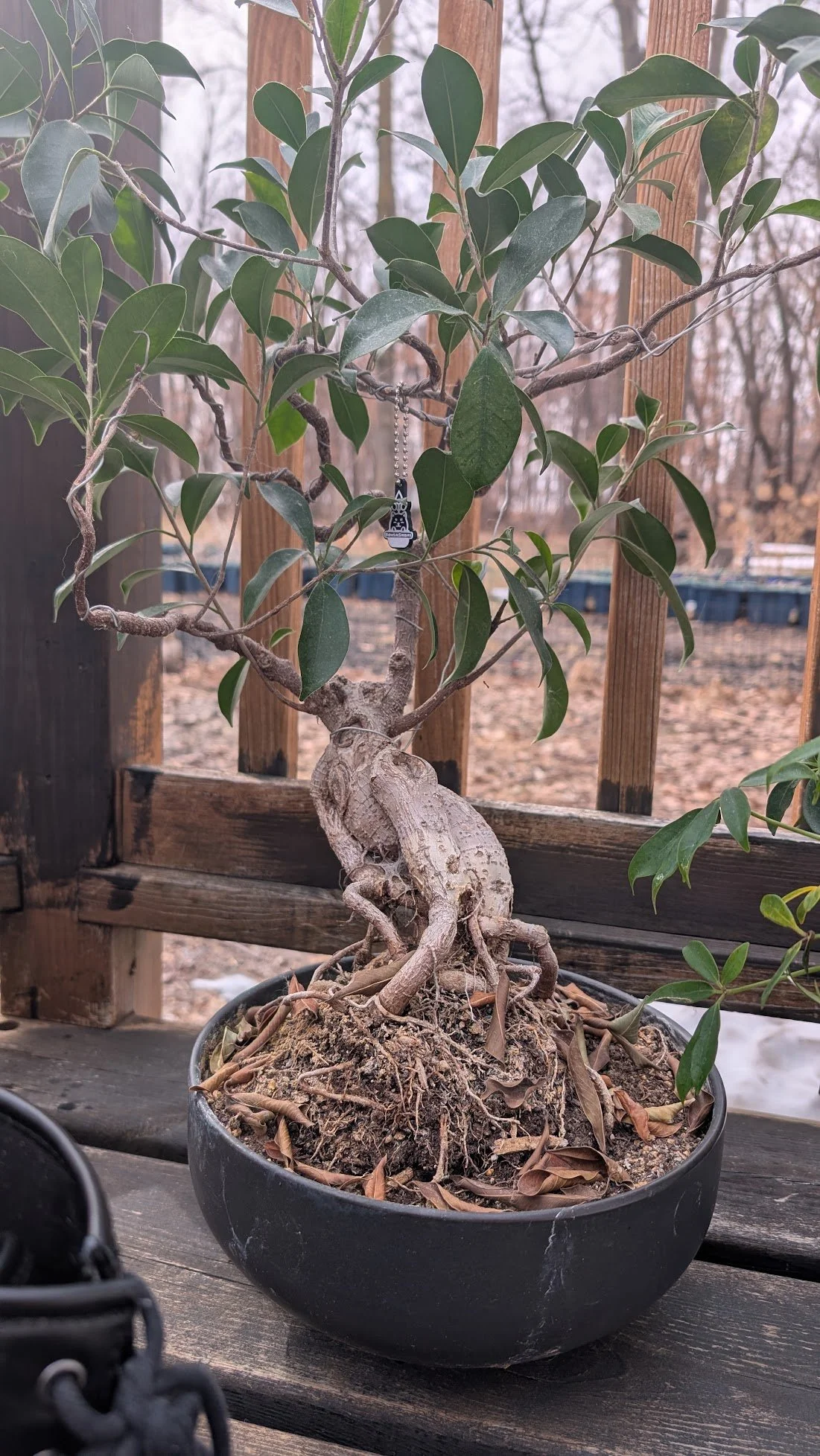 Live Ficus Bonsai Plant