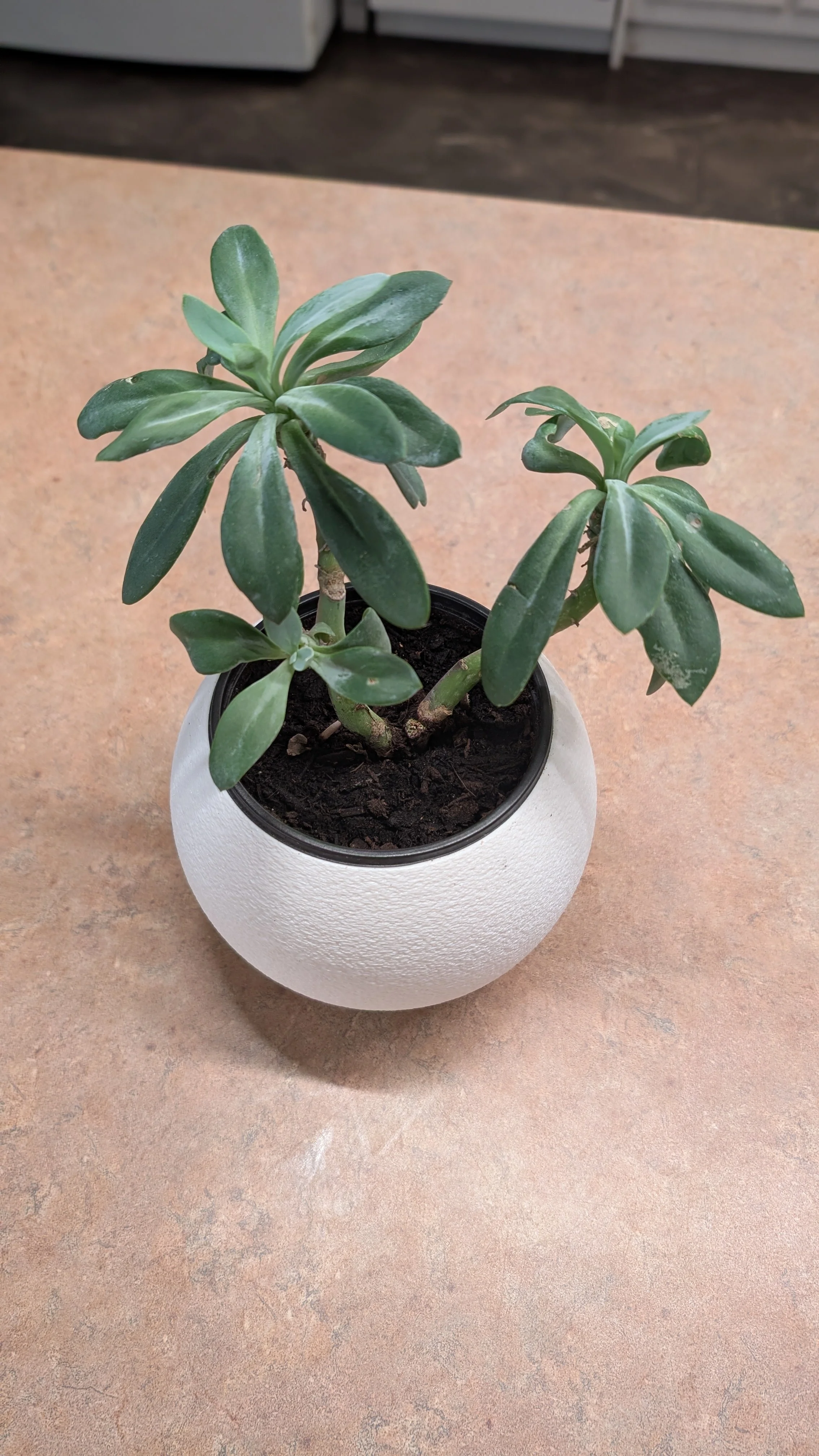 ORBI - BonsaiShibas 3D Printed Pot