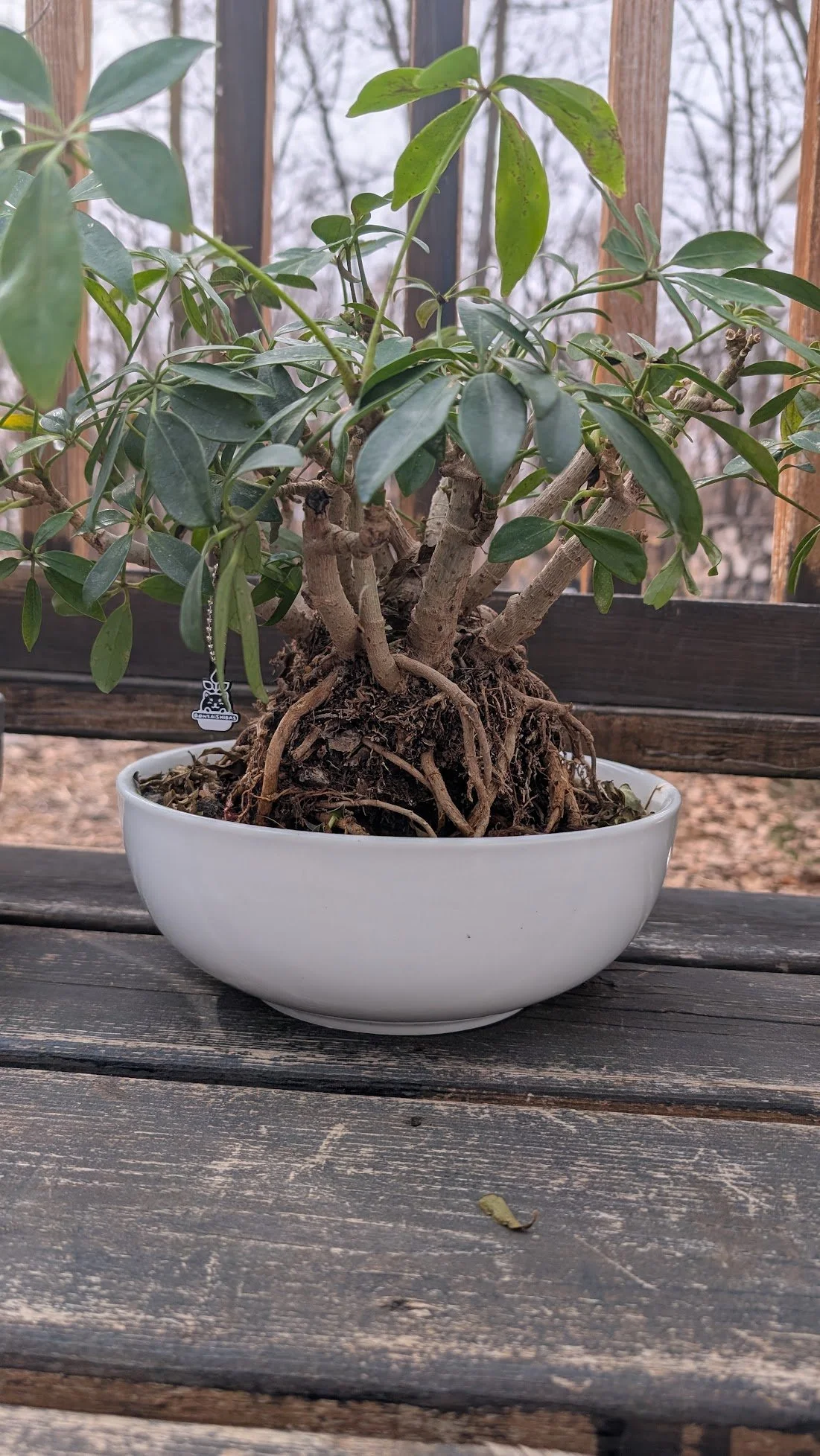 Live Schefflera Bonsai Plant
