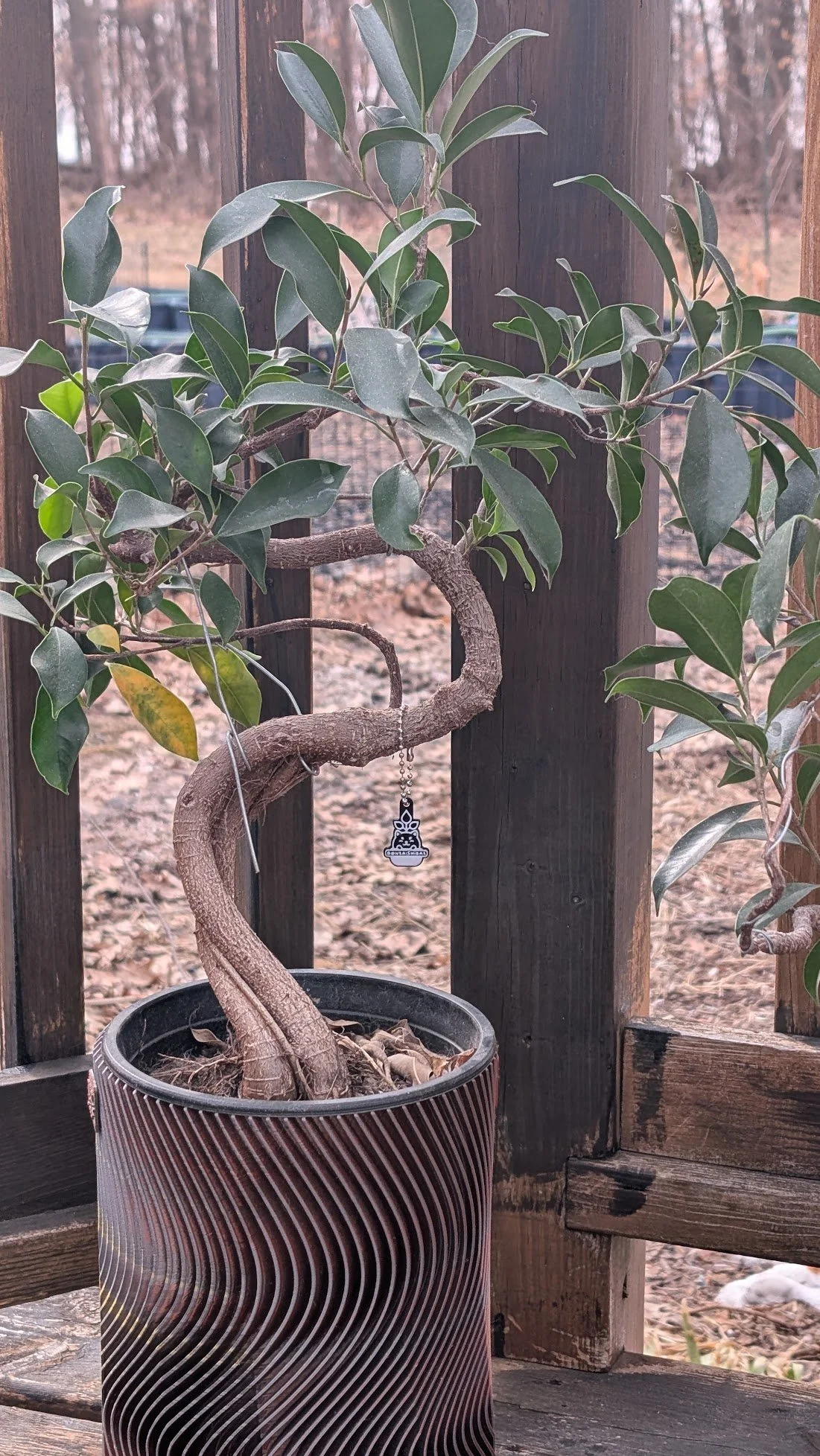 Live Ficus Bonsai Plant