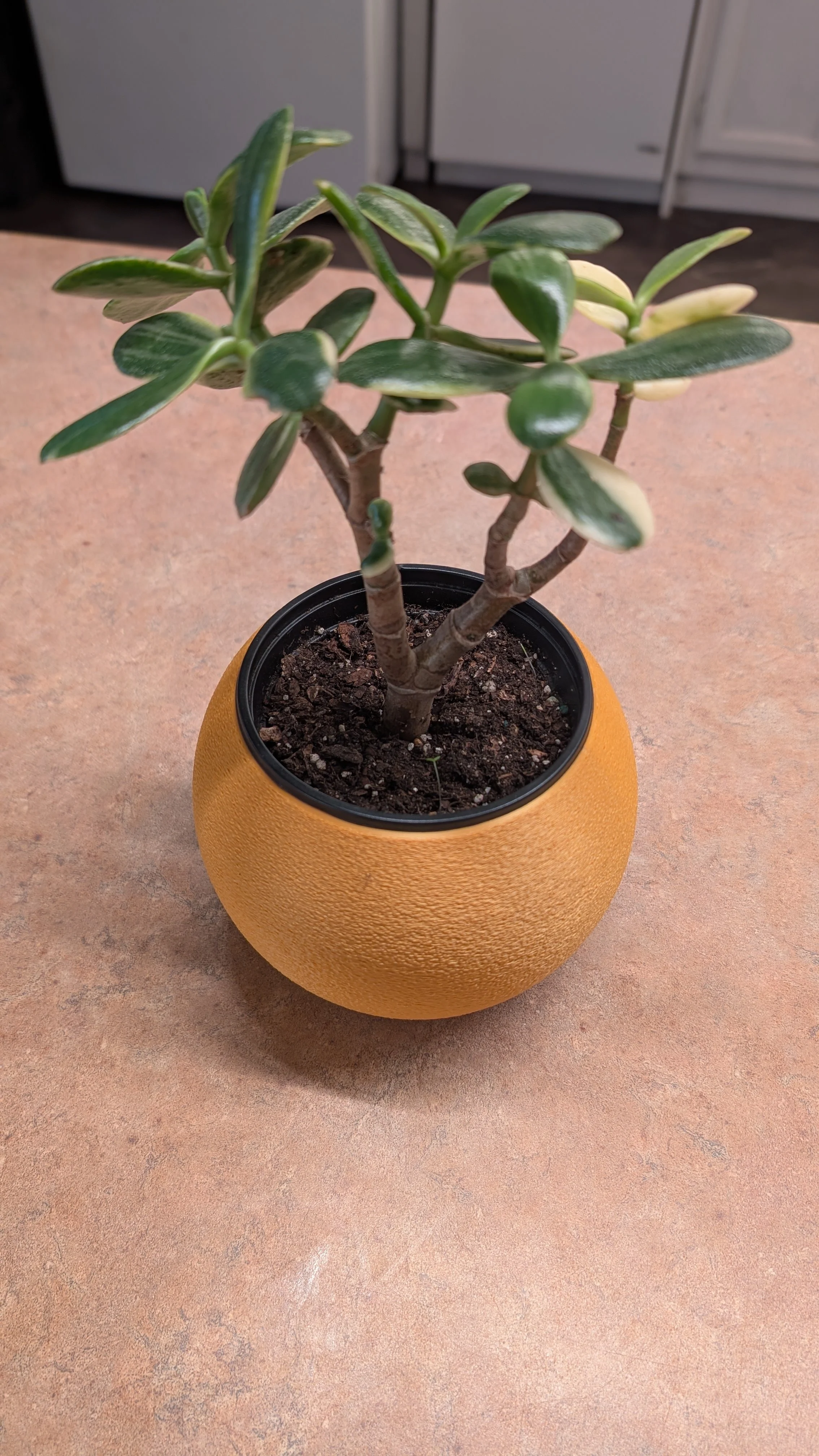 ORBI - BonsaiShibas 3D Printed Pot