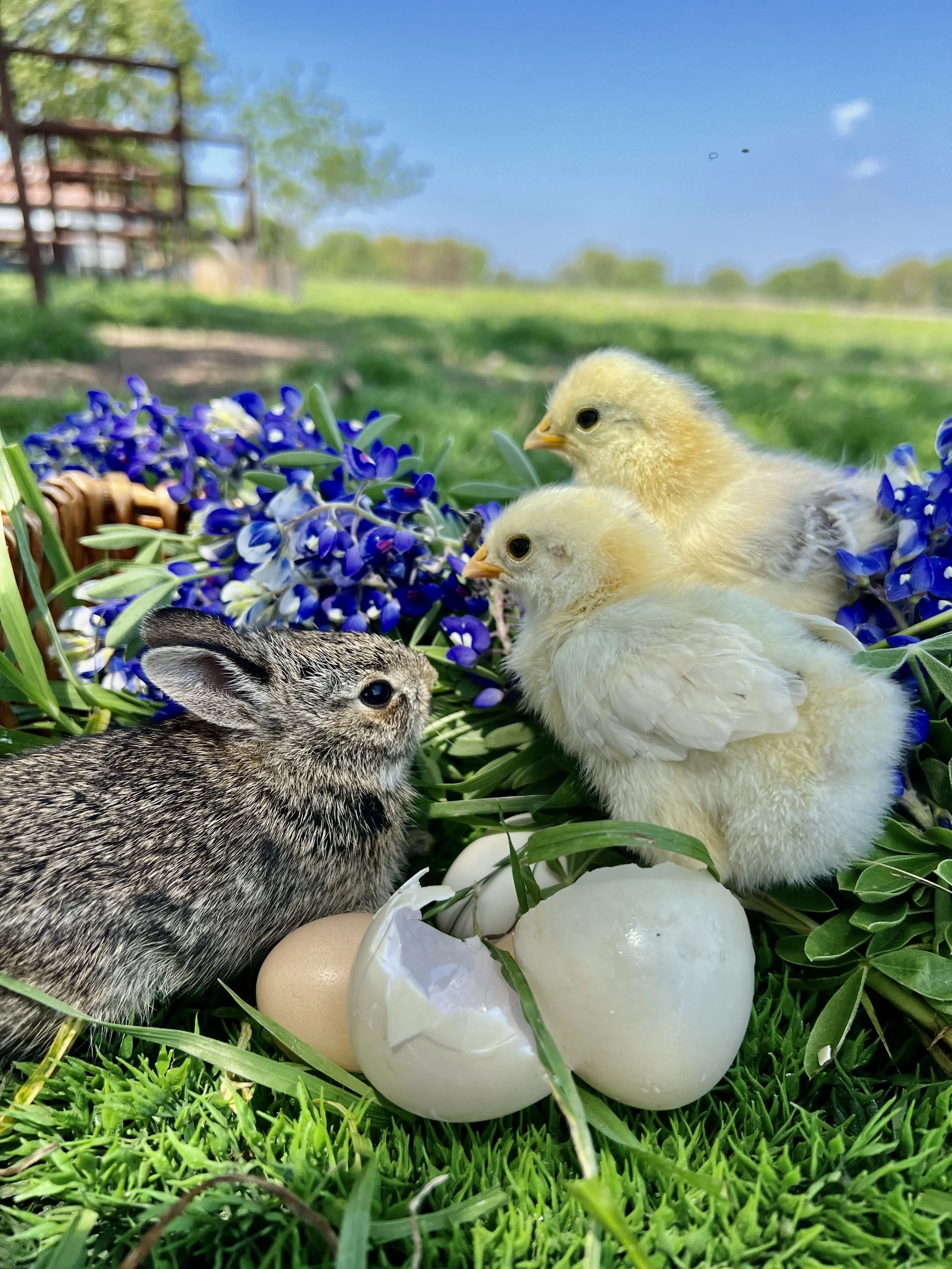 The True Texas Working Ranch Experience: Luxury Meets the Land at ...