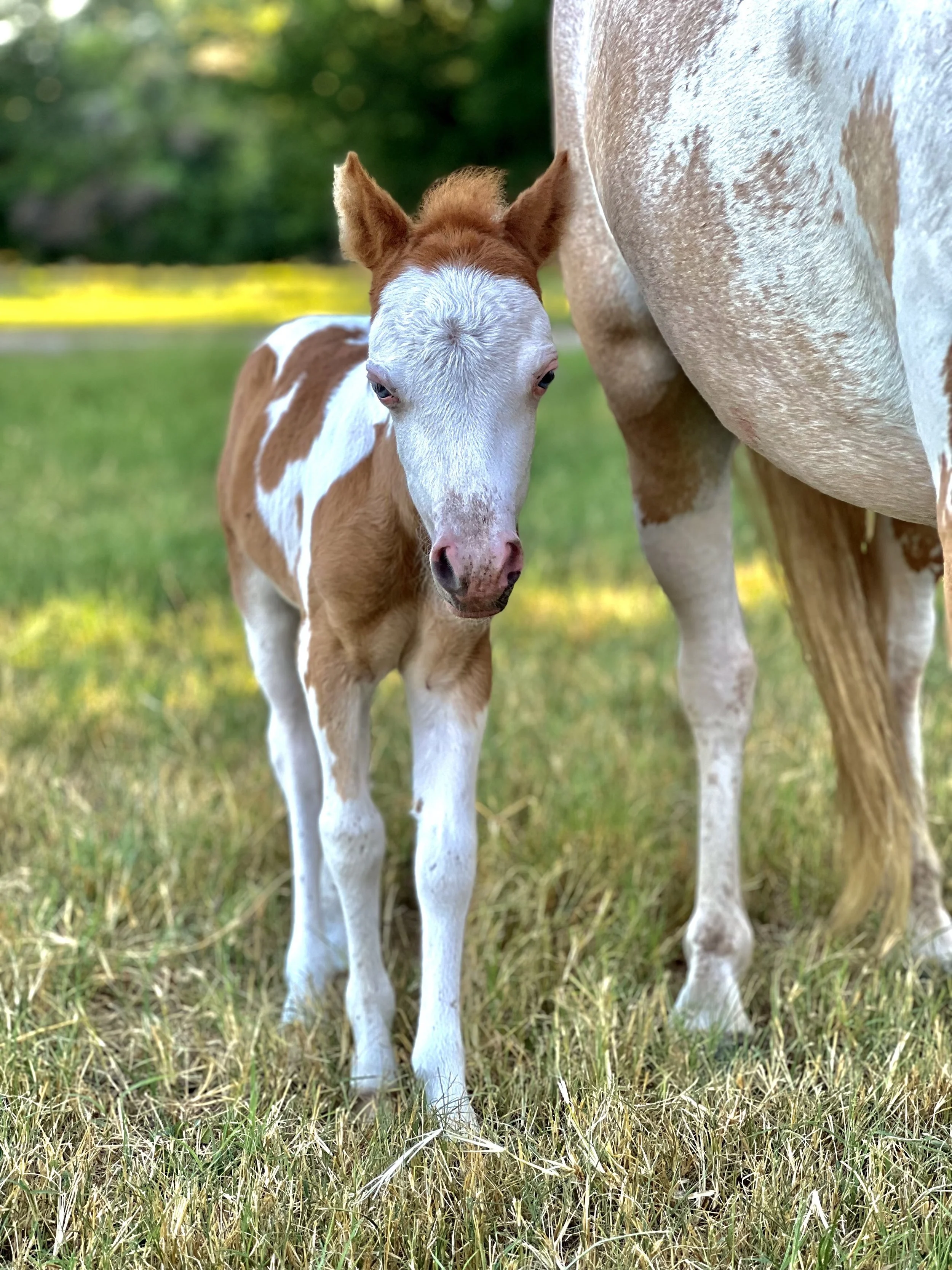 Animals — Spring Lakes Ranch