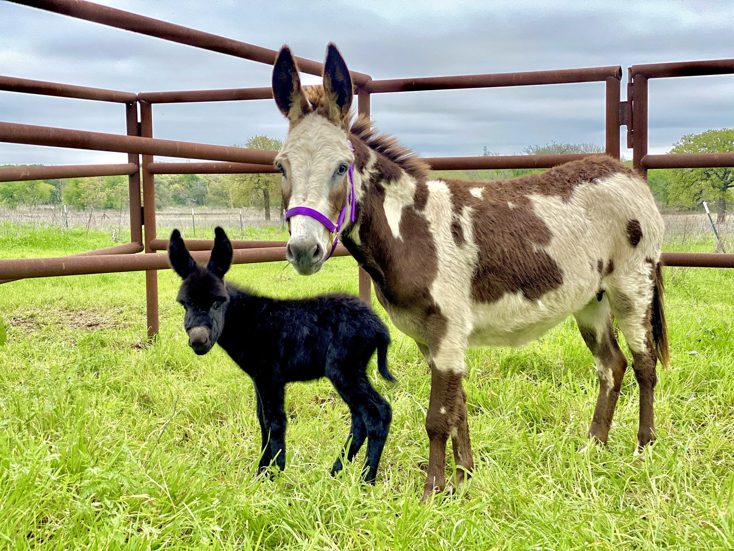 Animals — Spring Lakes Ranch