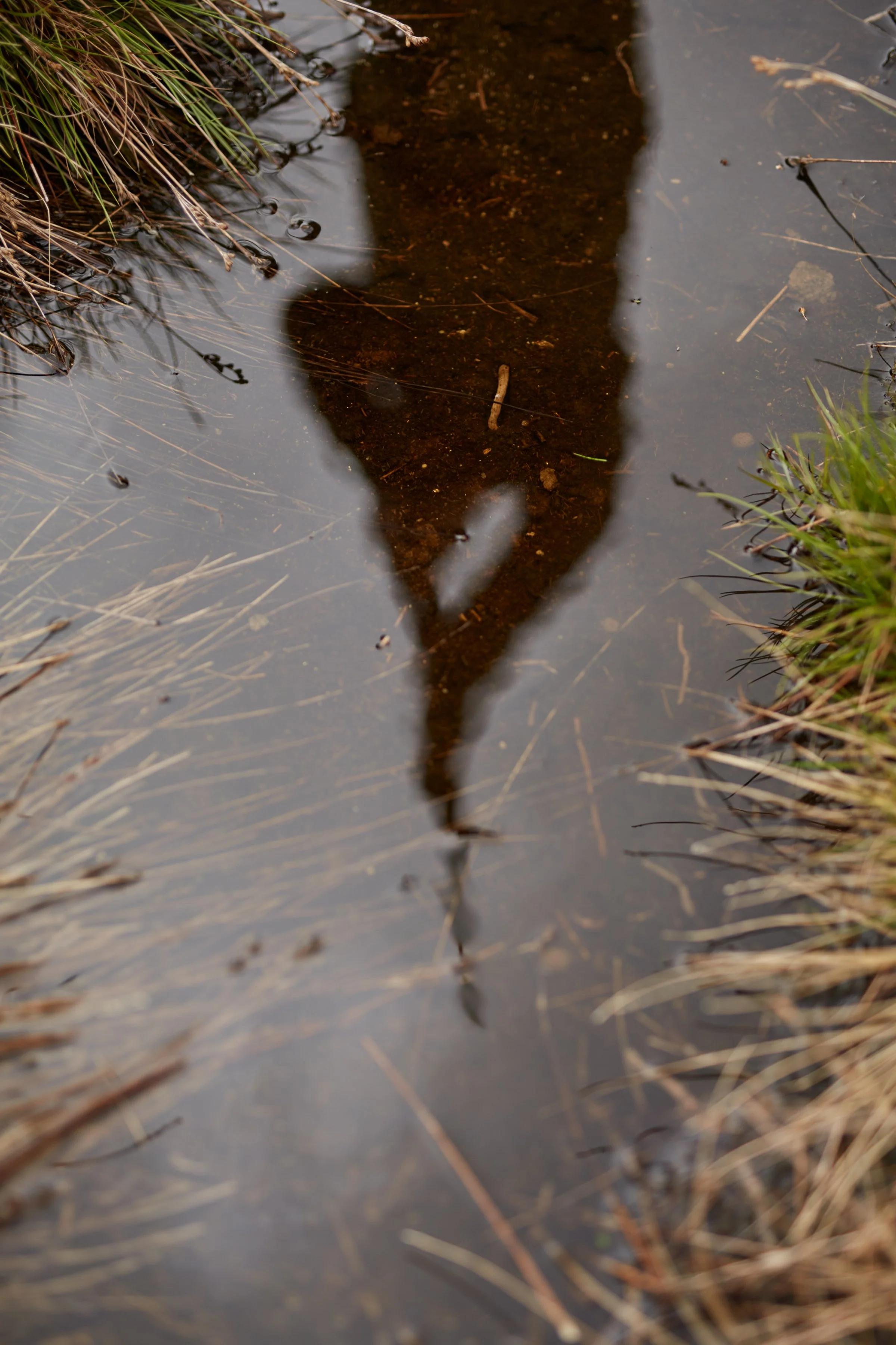 Shadow of a person reflected in a puddle surrounded by grass and twigs.