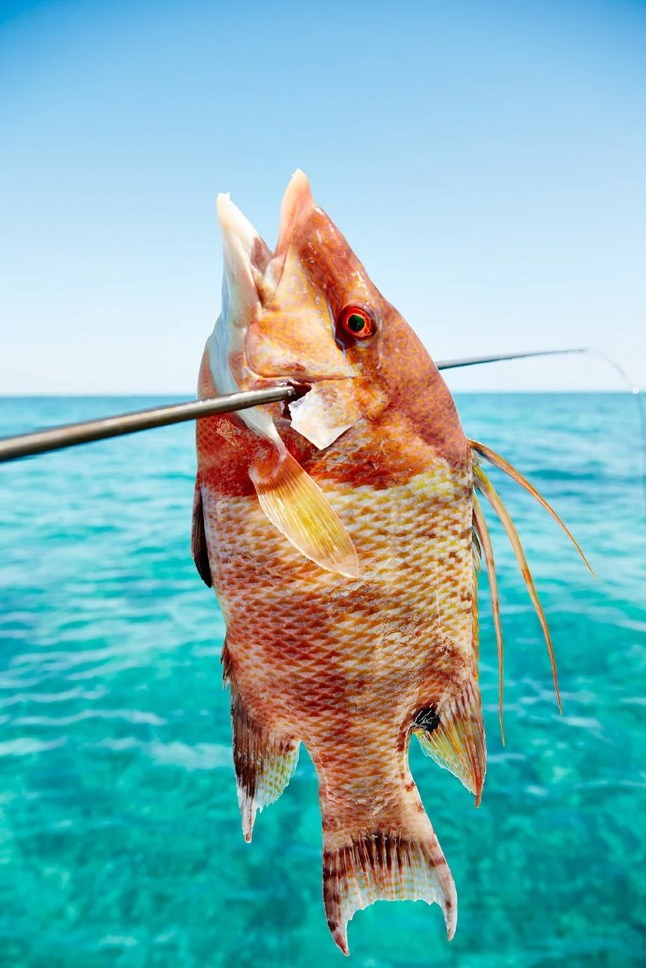 Close-up of a red snapper fish on a spear over clear blue ocean water under a blue sky.