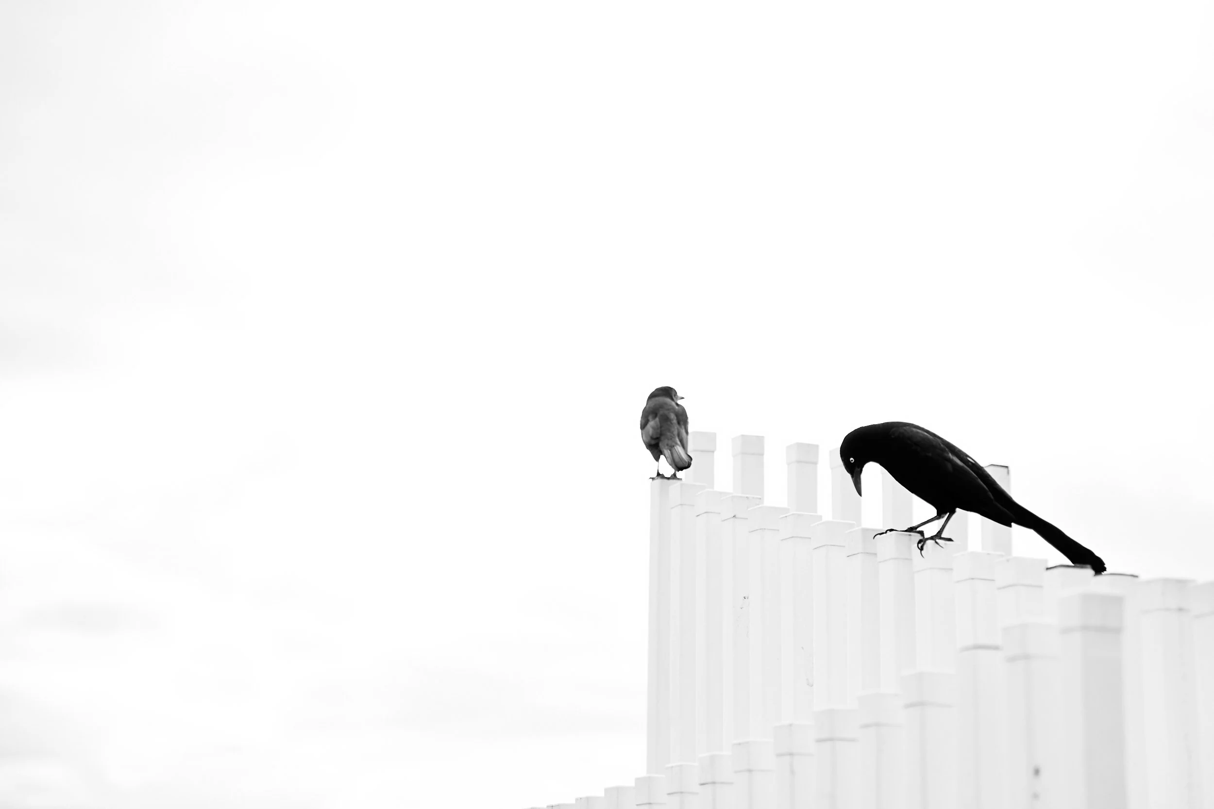 Two birds perched on a white fence in black and white photo.