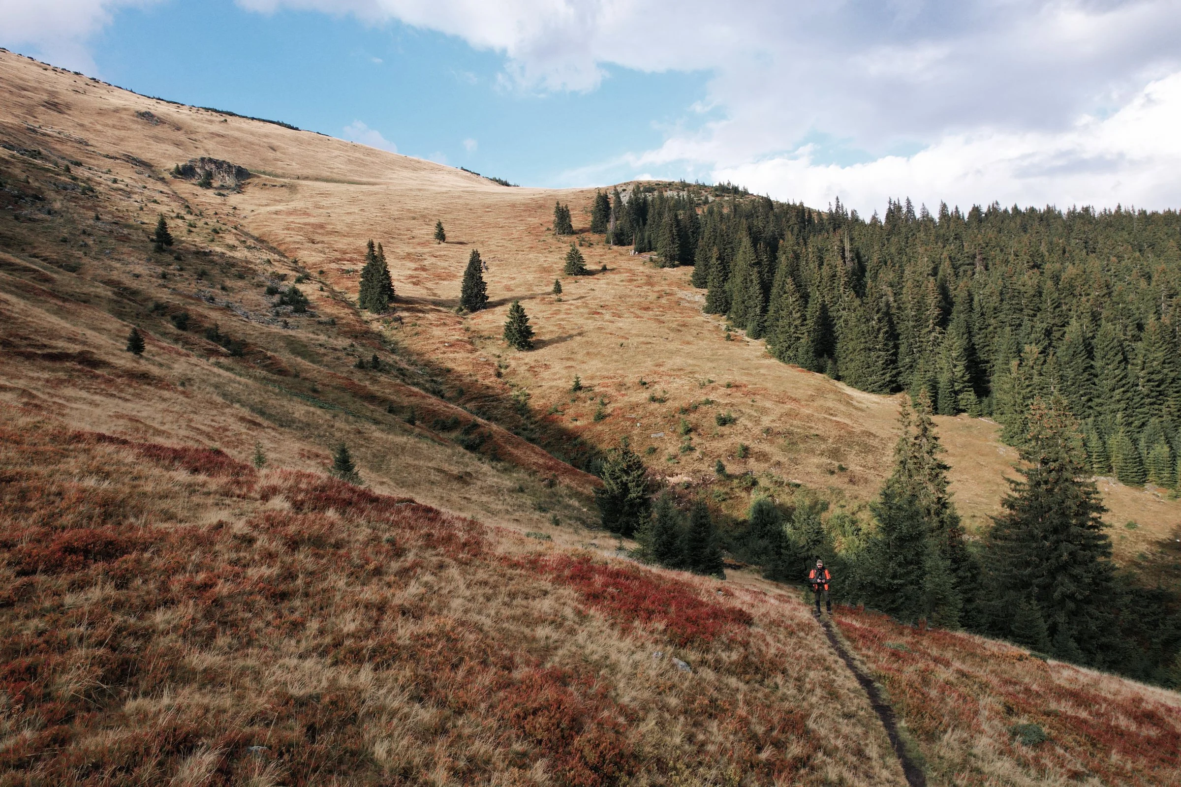 Hiker on path in hilly landscape with pine trees and cloudy sky