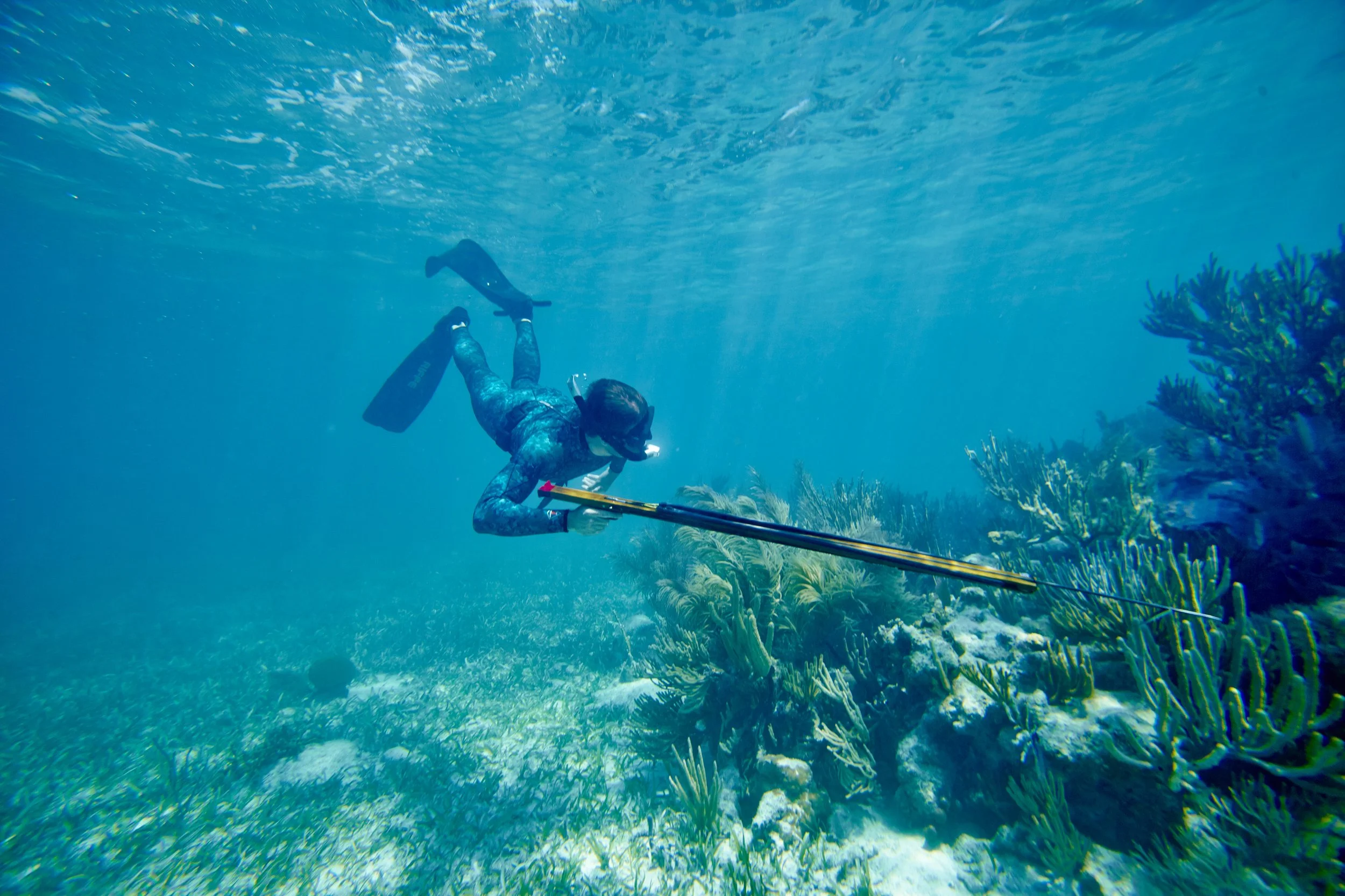 Underwater diver with speargun swimming near coral reef.