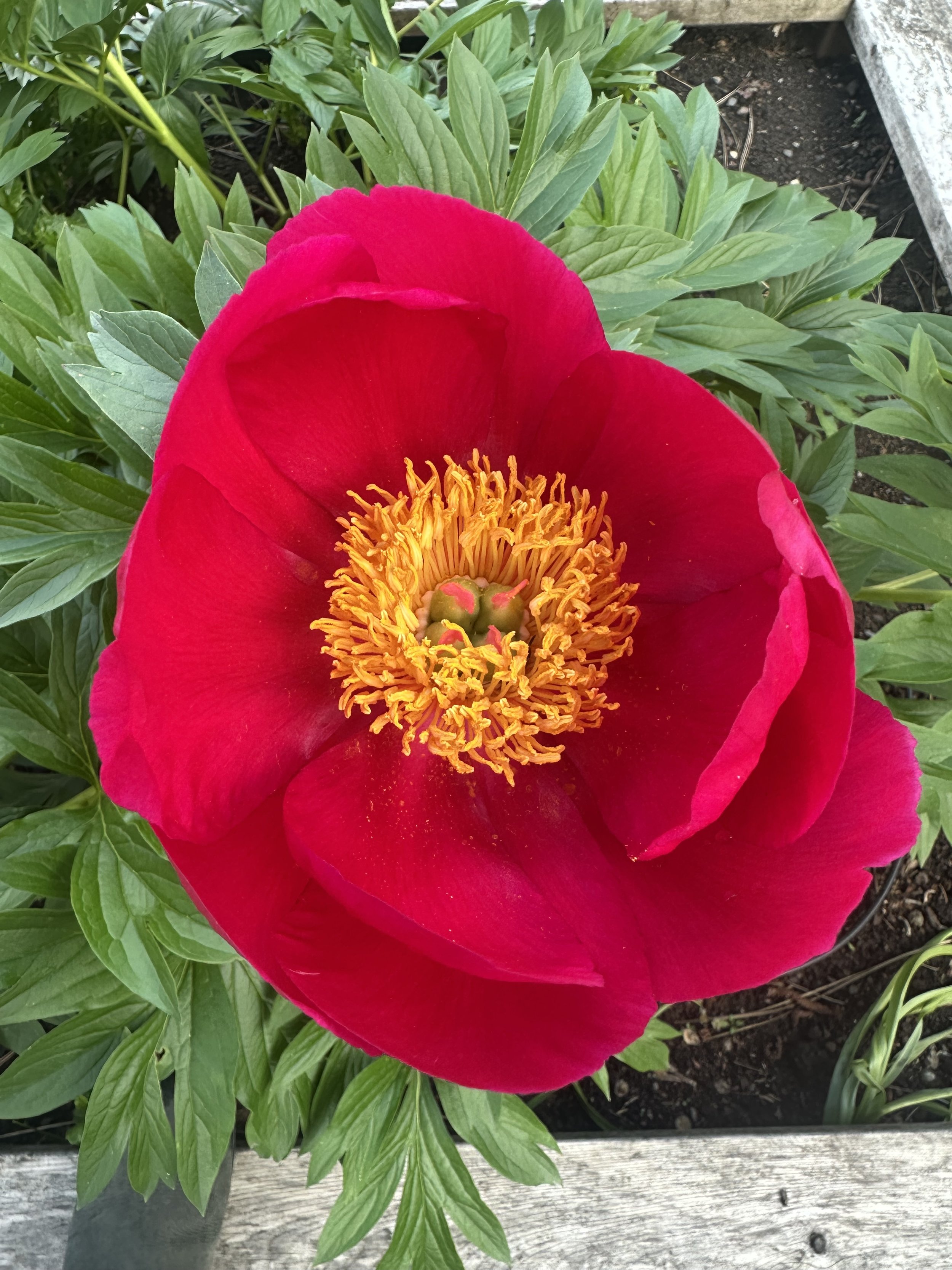 Breathwave w/ Jenny Jahlee