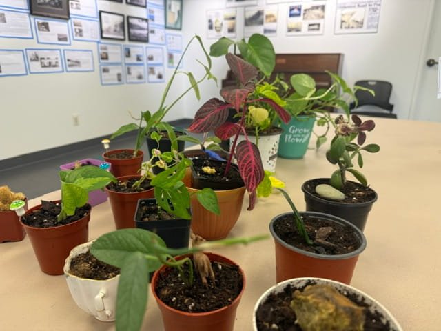 Plant Swap w/ Mara Palmer-Covington