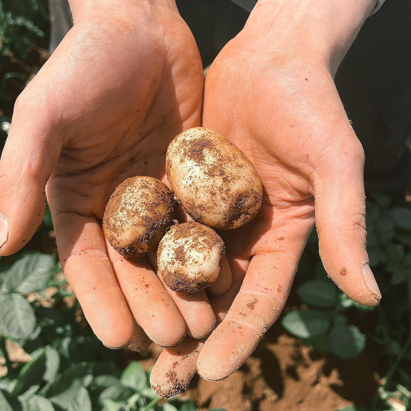 The countdown is on to HARVEST.

In two weeks we will be harvesting the first crop of Eco Spuds this season!

This is always the most exciting part of the year, where all the hard work of planting and tending to the potatoes comes to life.