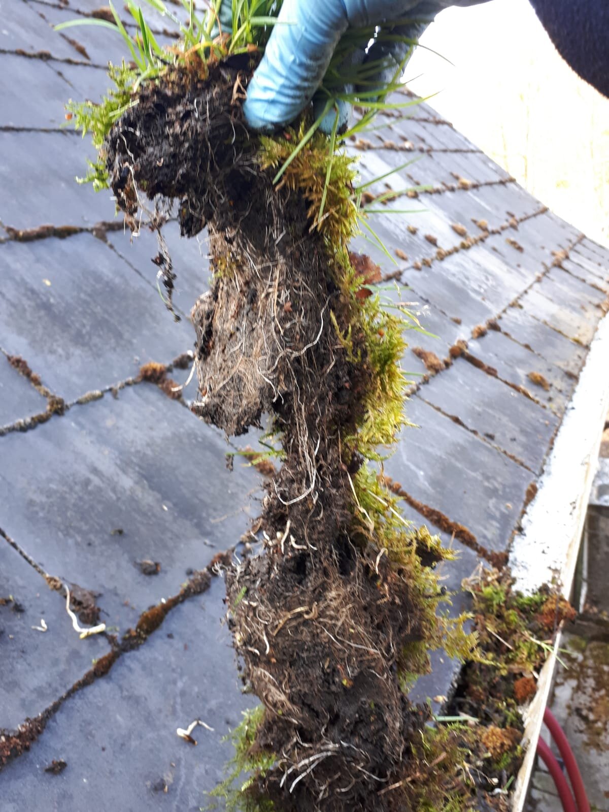 A gloved hand holding a clump of grass and soil, possibly removed from a rooftop or gutter.