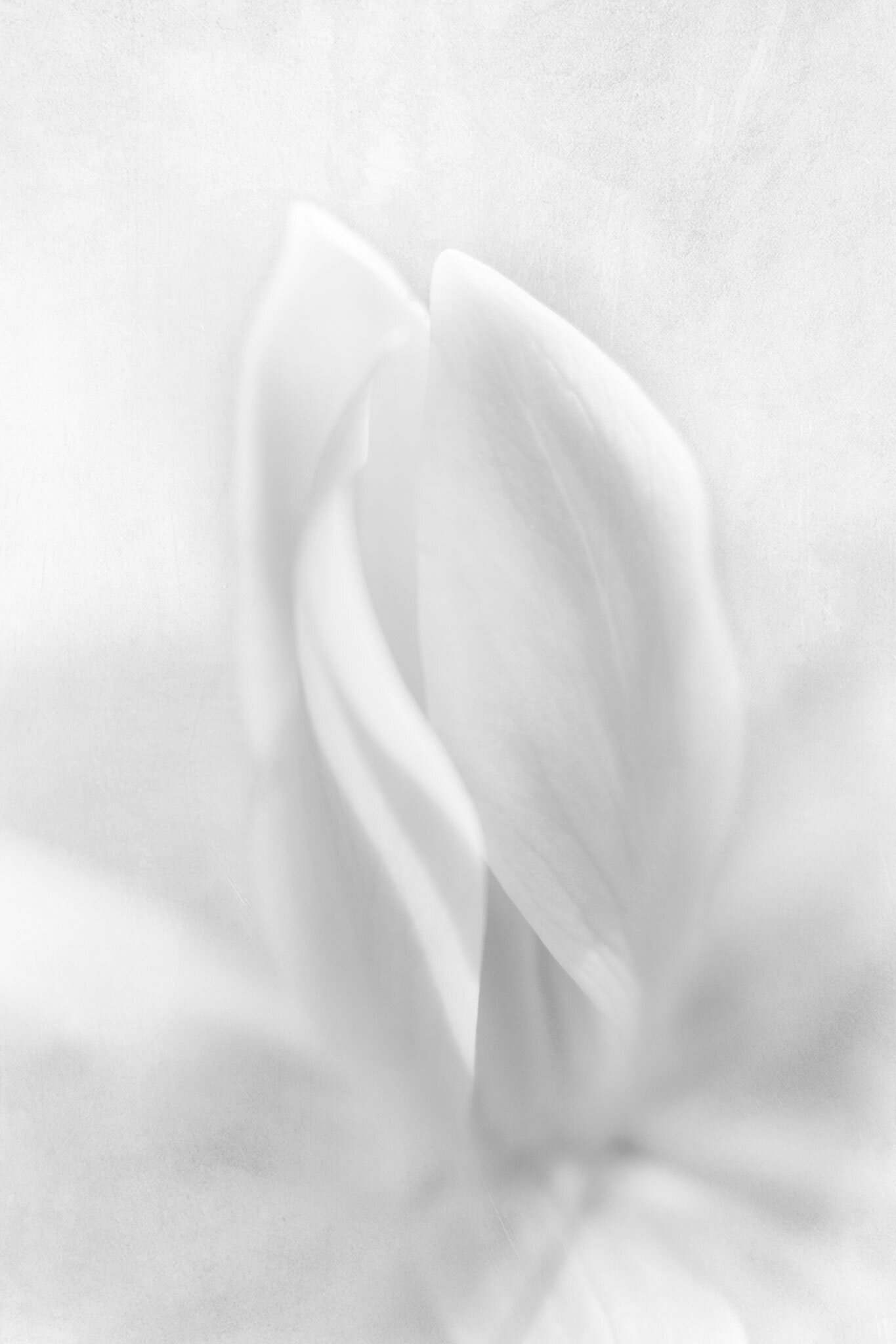 Painterly-Trillium.jpg