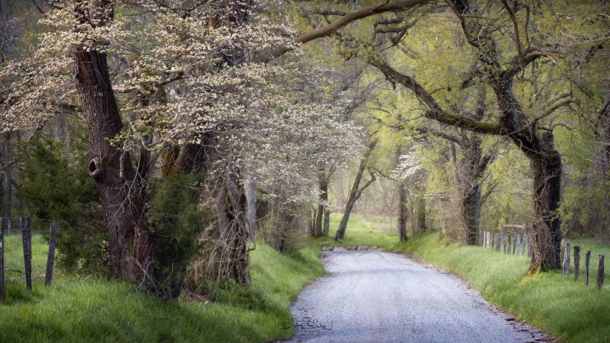 Sparks-Lane-With-Logo 2.JPG