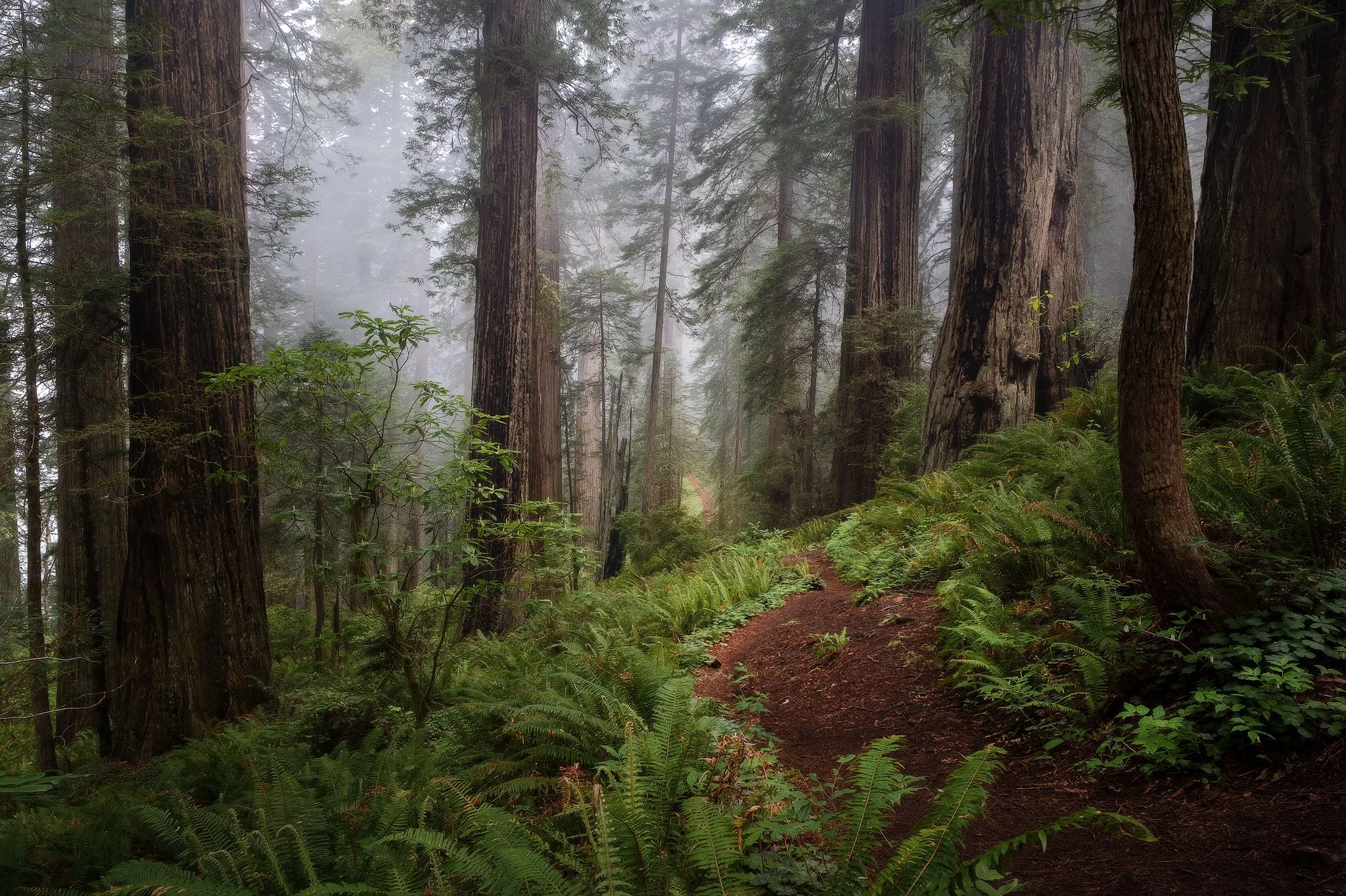 Faraway-Forest 2.JPG