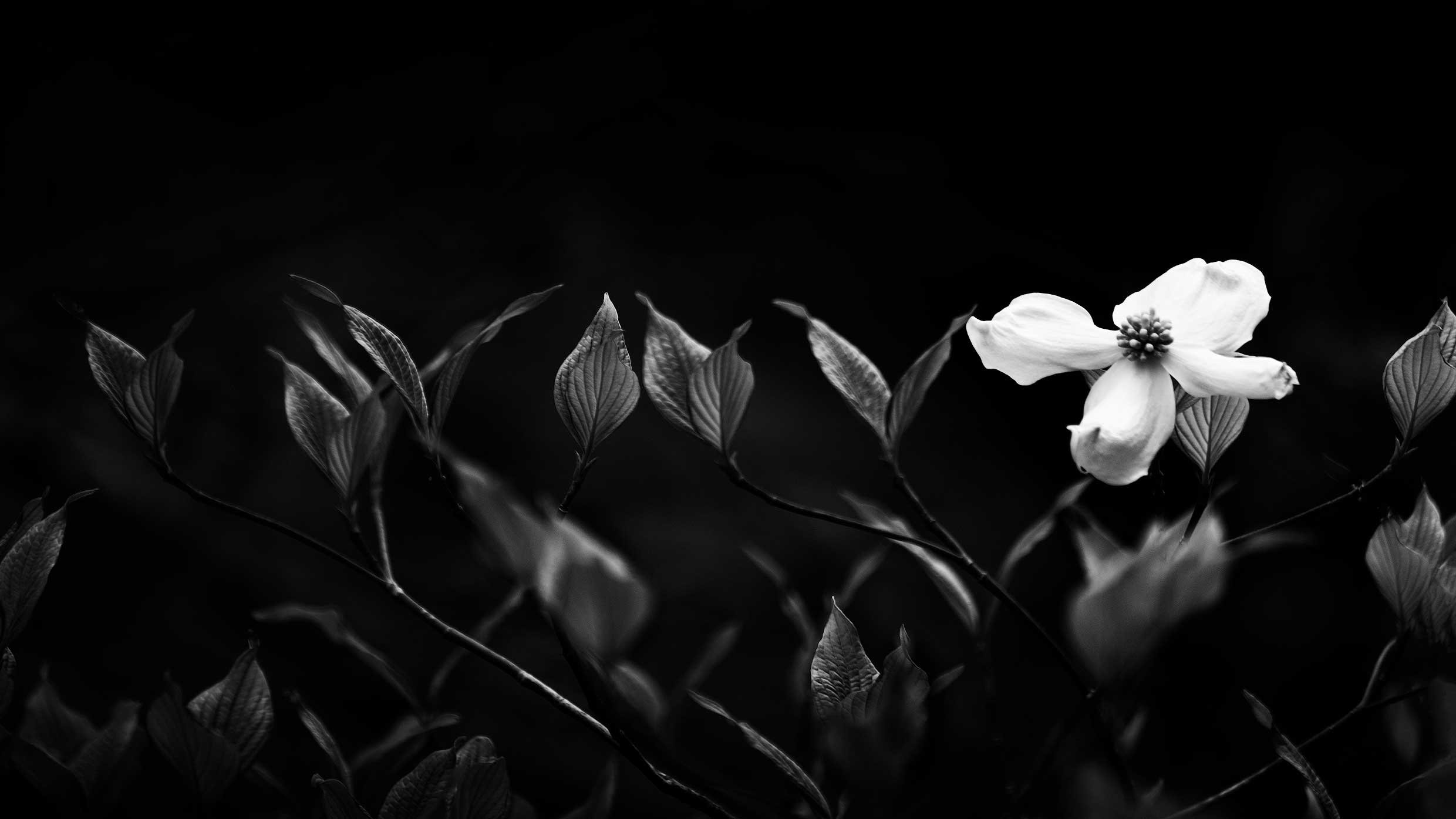 black-and-white-dogwood-16-x-9.jpg