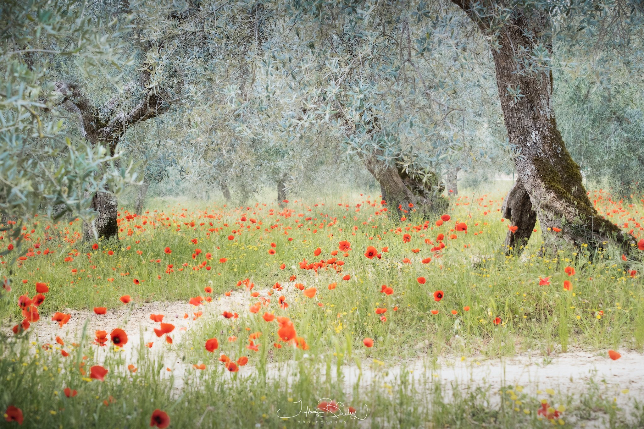 poppy-paradise-with-logo.JPG