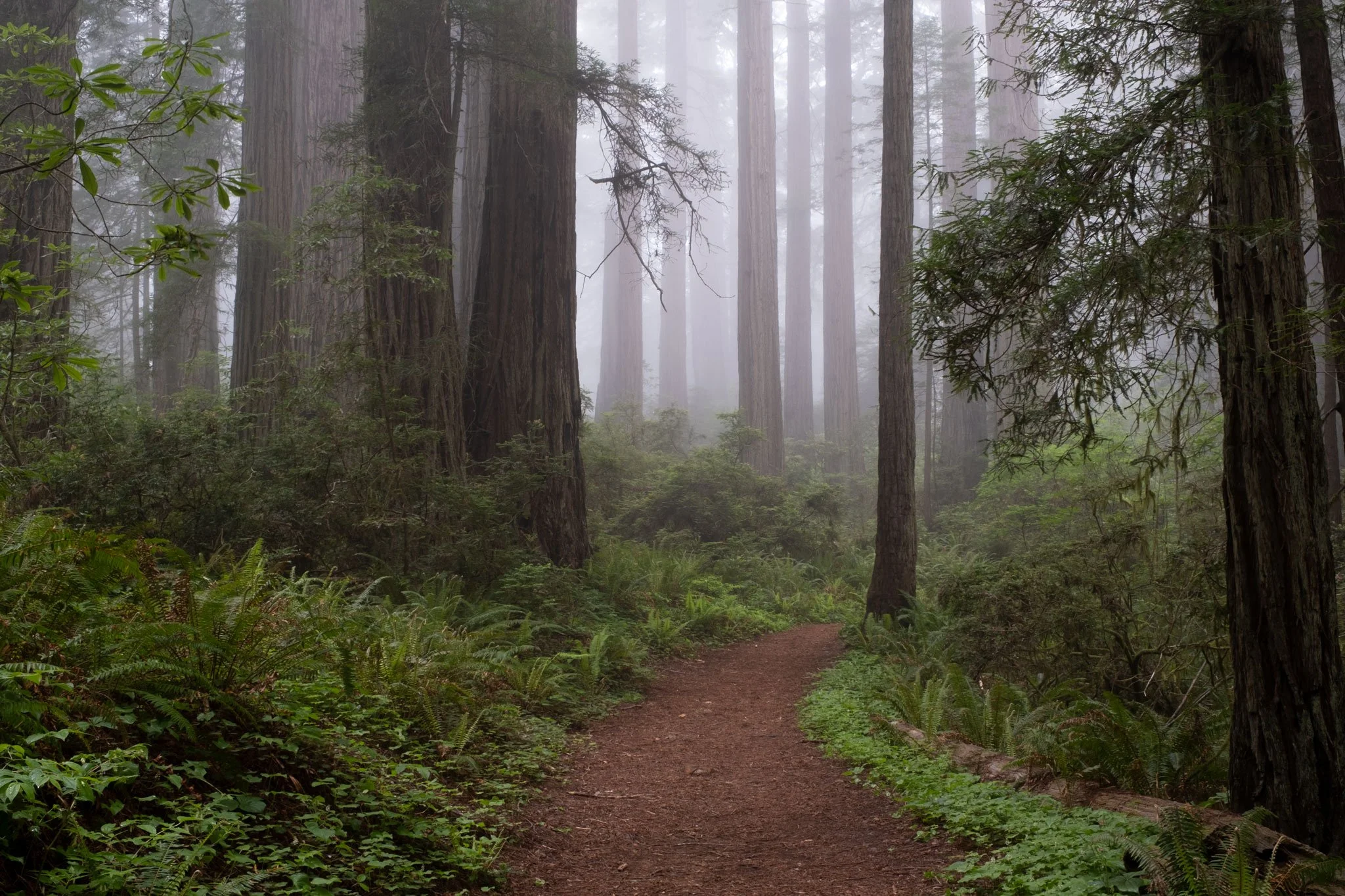 Foggy-Redwood-BRoll 2.JPG