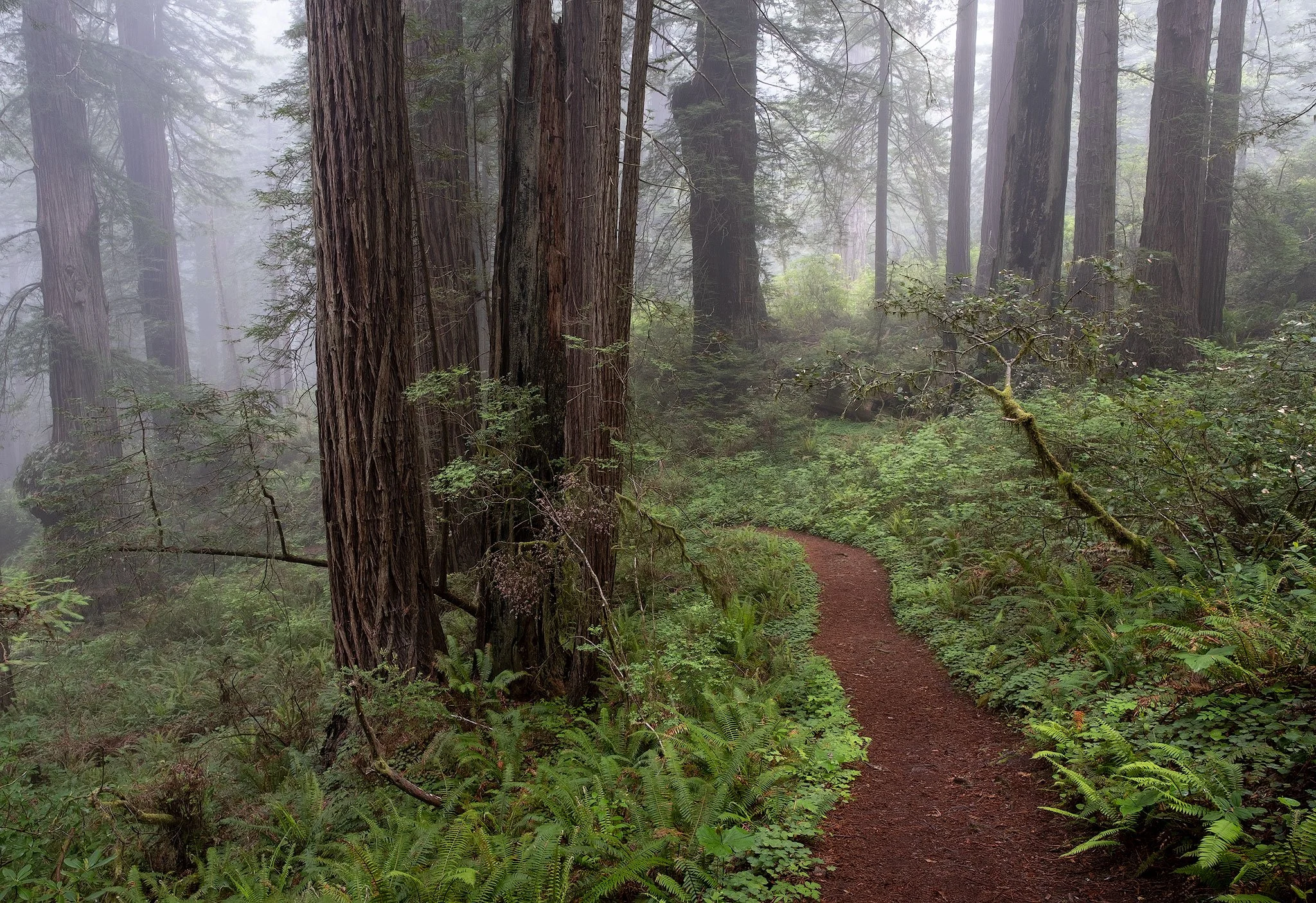Redwood-fog-b-roll 3.JPG