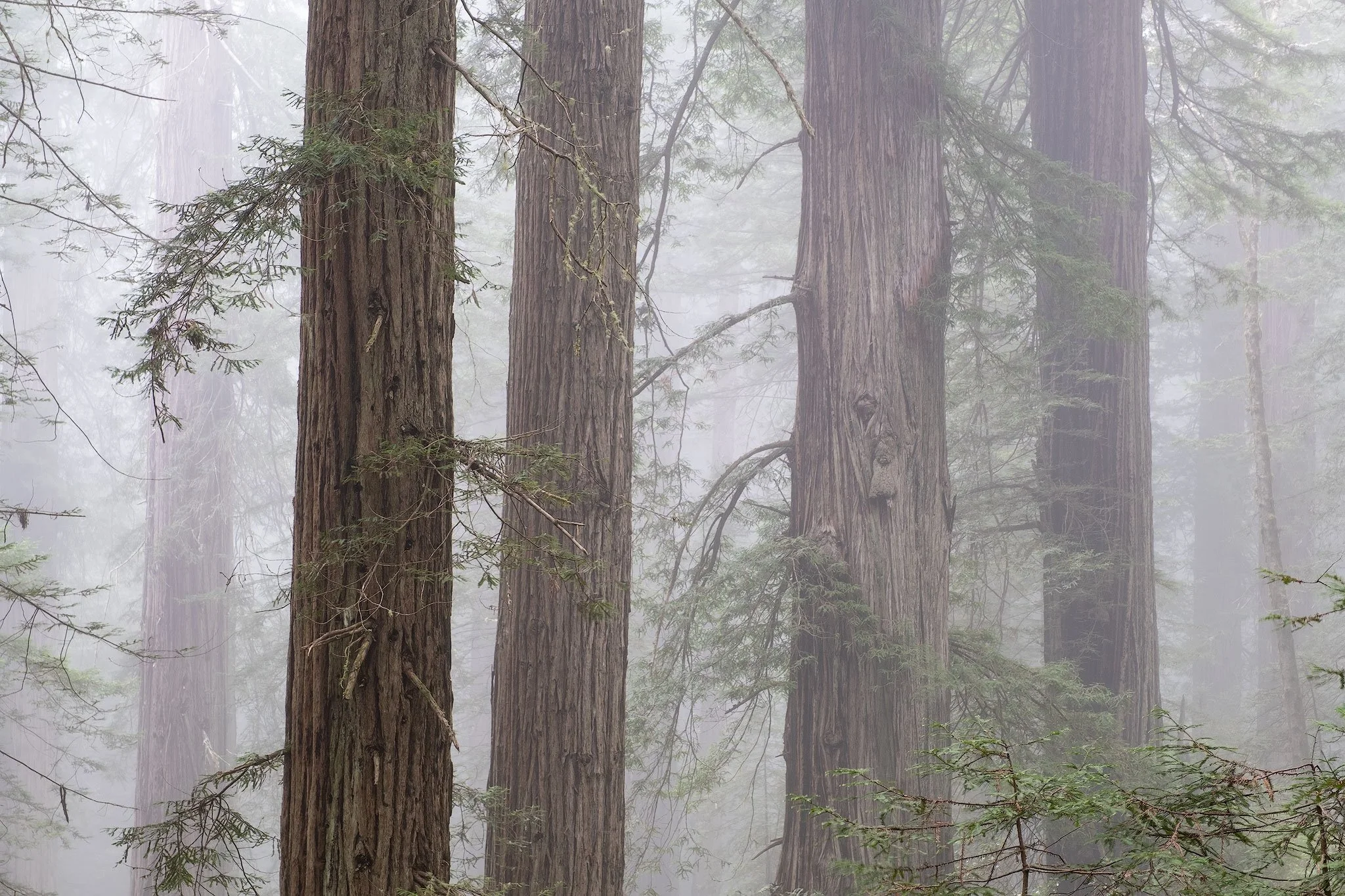 Redwood-various-tones 2.JPG