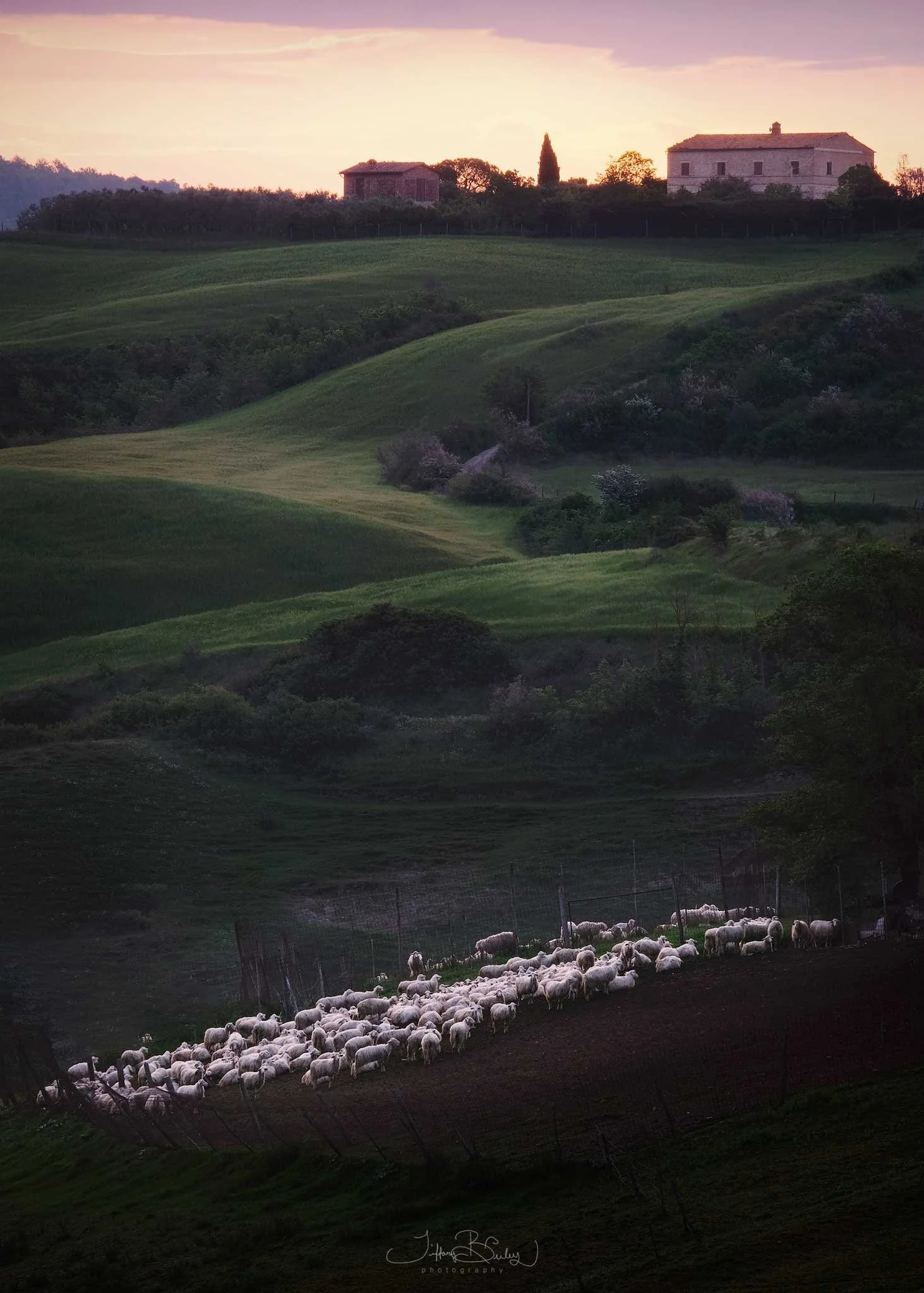 Vertical-Sheep-with-logo.JPG