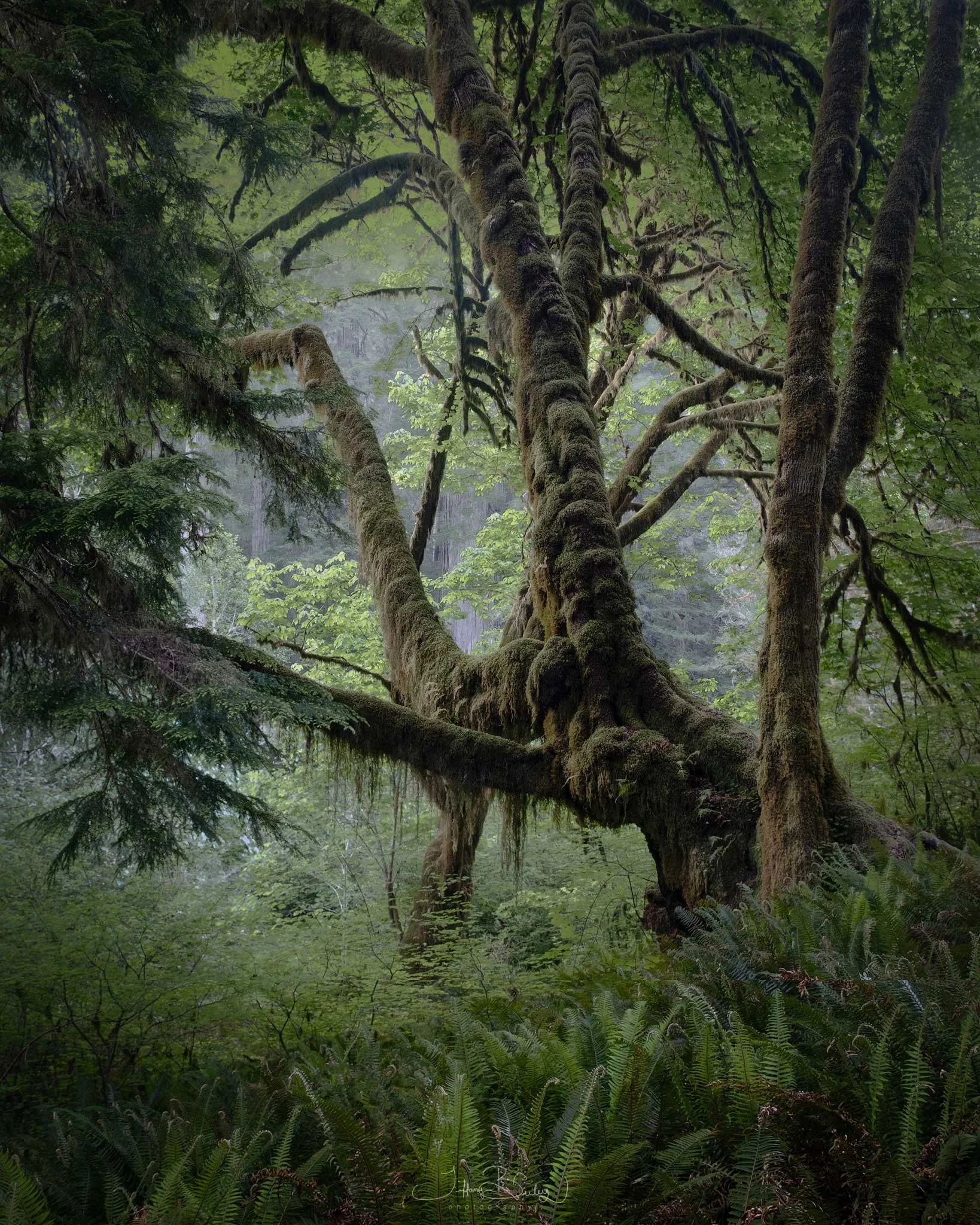 Gollums-Tree-with-logo.JPG