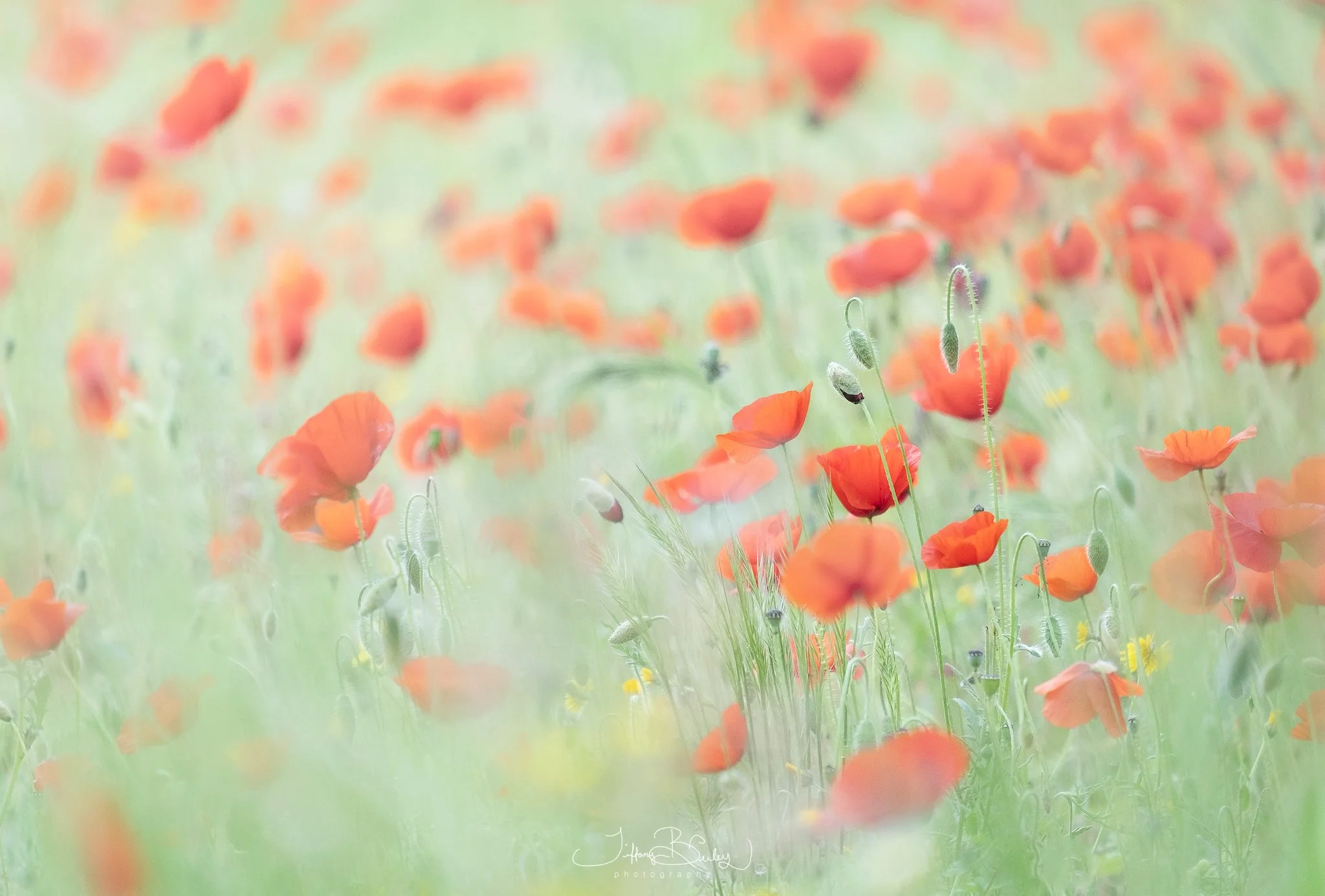 painterly-poppie-with-logo.JPG