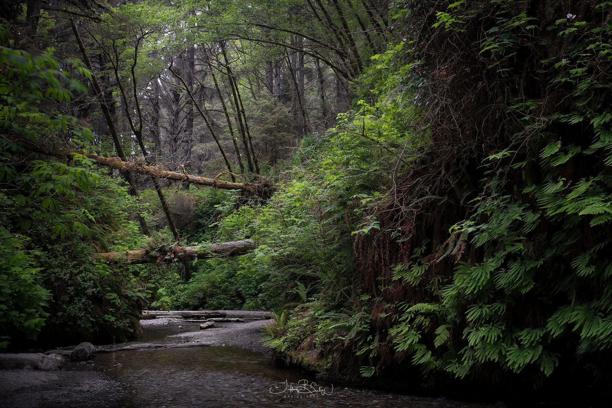 Fern-Canyon-2.JPG