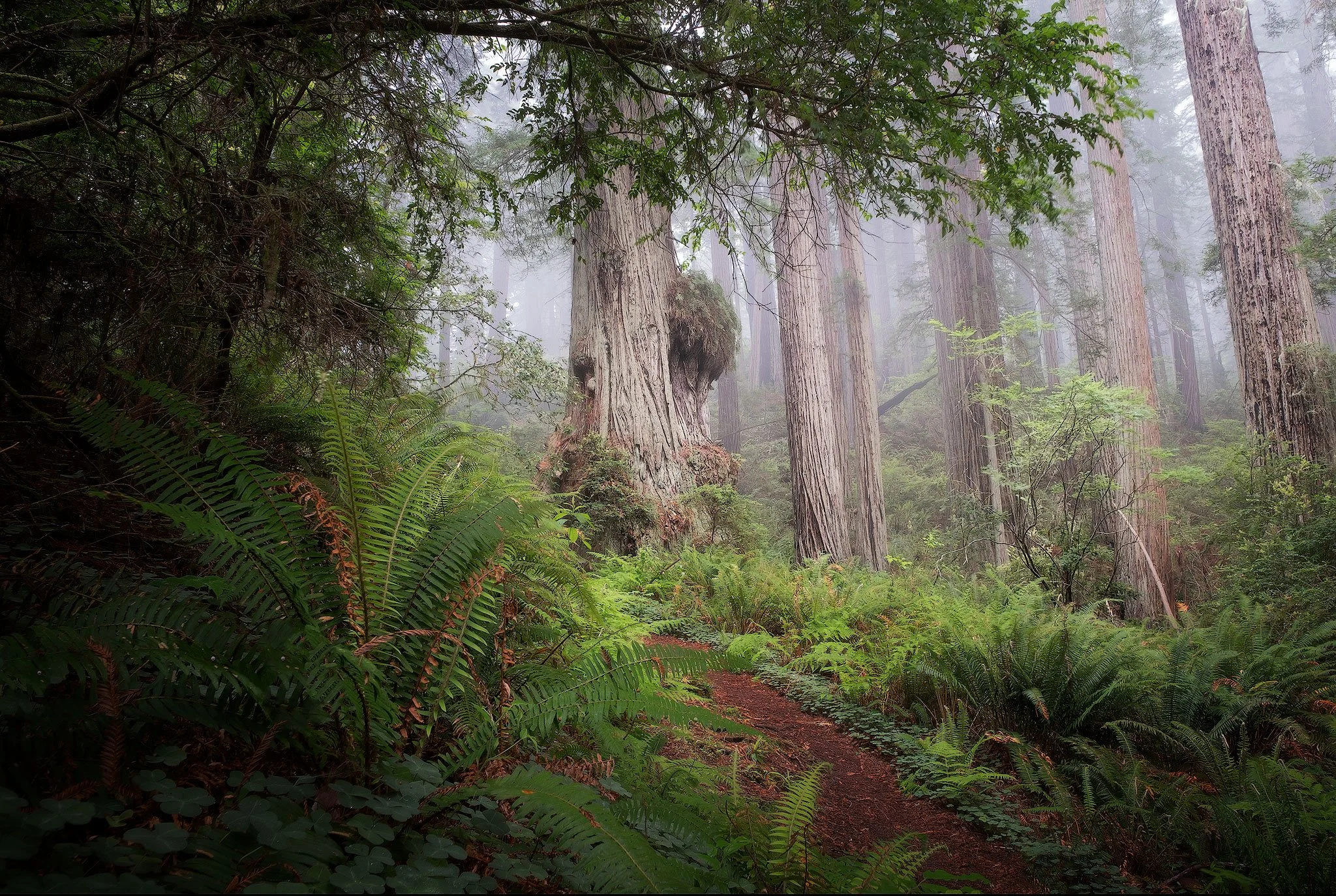 Redwood-Wonder 2.JPG