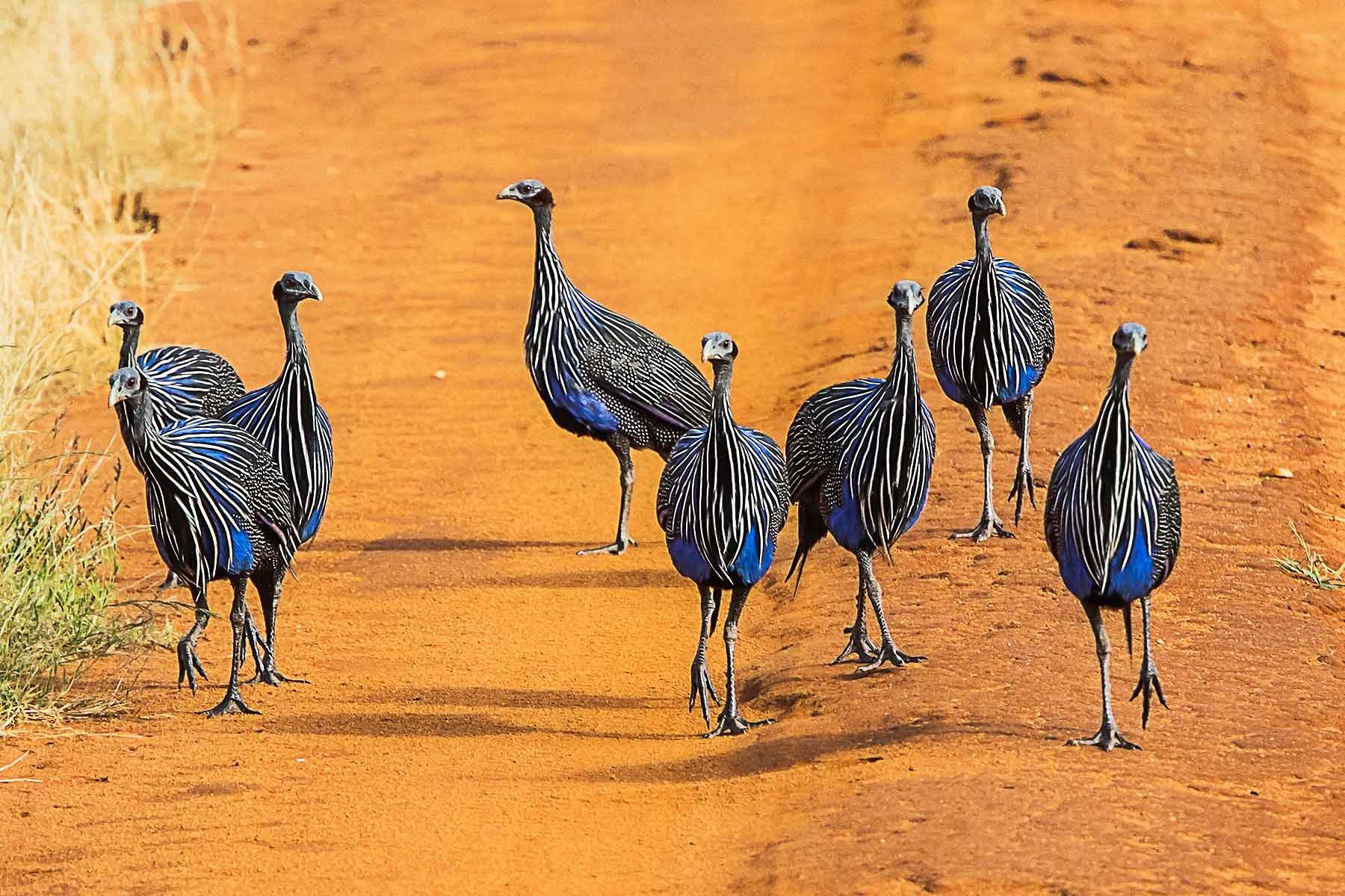 Group-of-guineafowls.-Tsavo-East-National-park.-Kenya..jpg