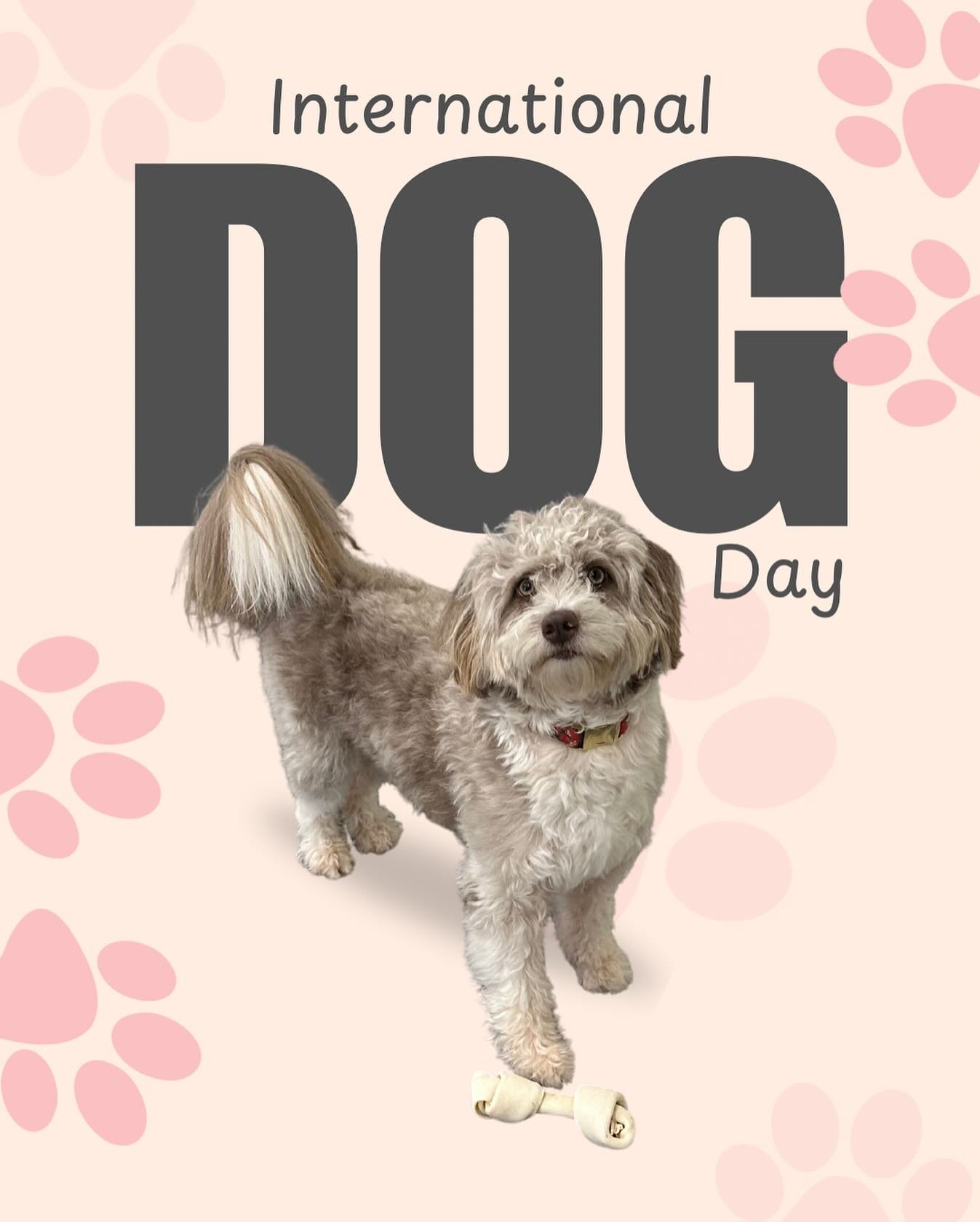 Happy International Dog Day! 🐾

Meet our ballerina puppy, Sylvie &mdash; the fluffiest member of our studio family. She may not have perfect turnout, but she&rsquo;s always there to offer a distraction, a tail wag, or some extra love when our baller