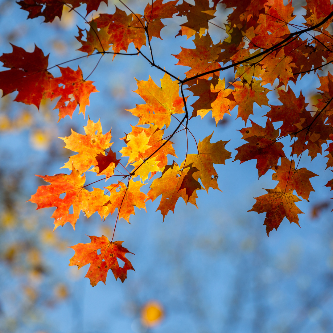 Halloween BBQ at Shady Oak: Enjoy Fall with Flavor, Warmth, and Tradition