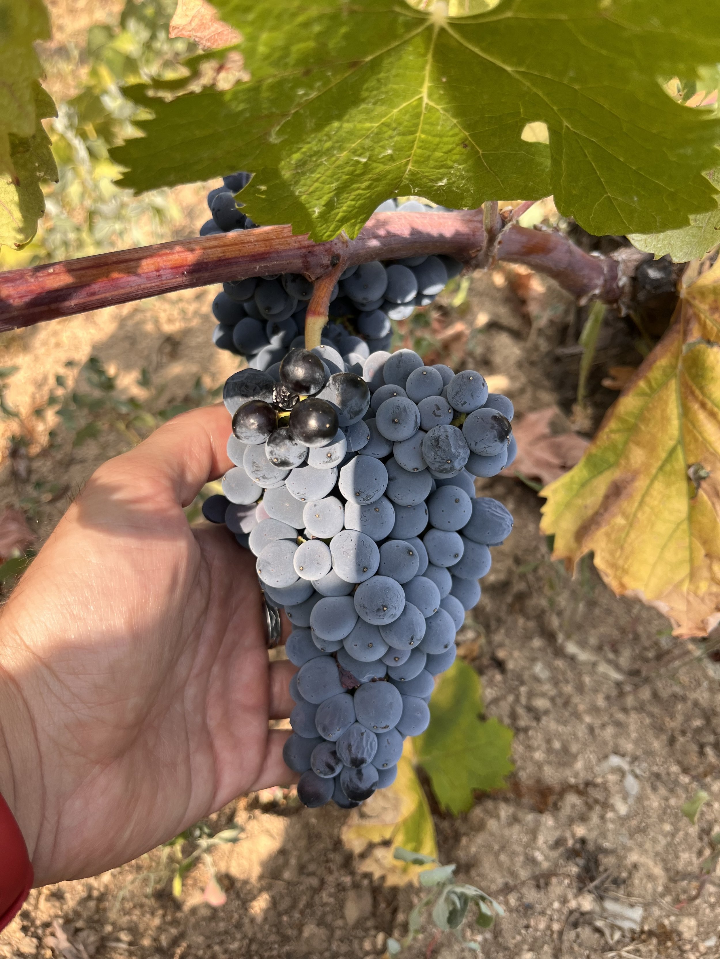 A cluster of Monica grapes