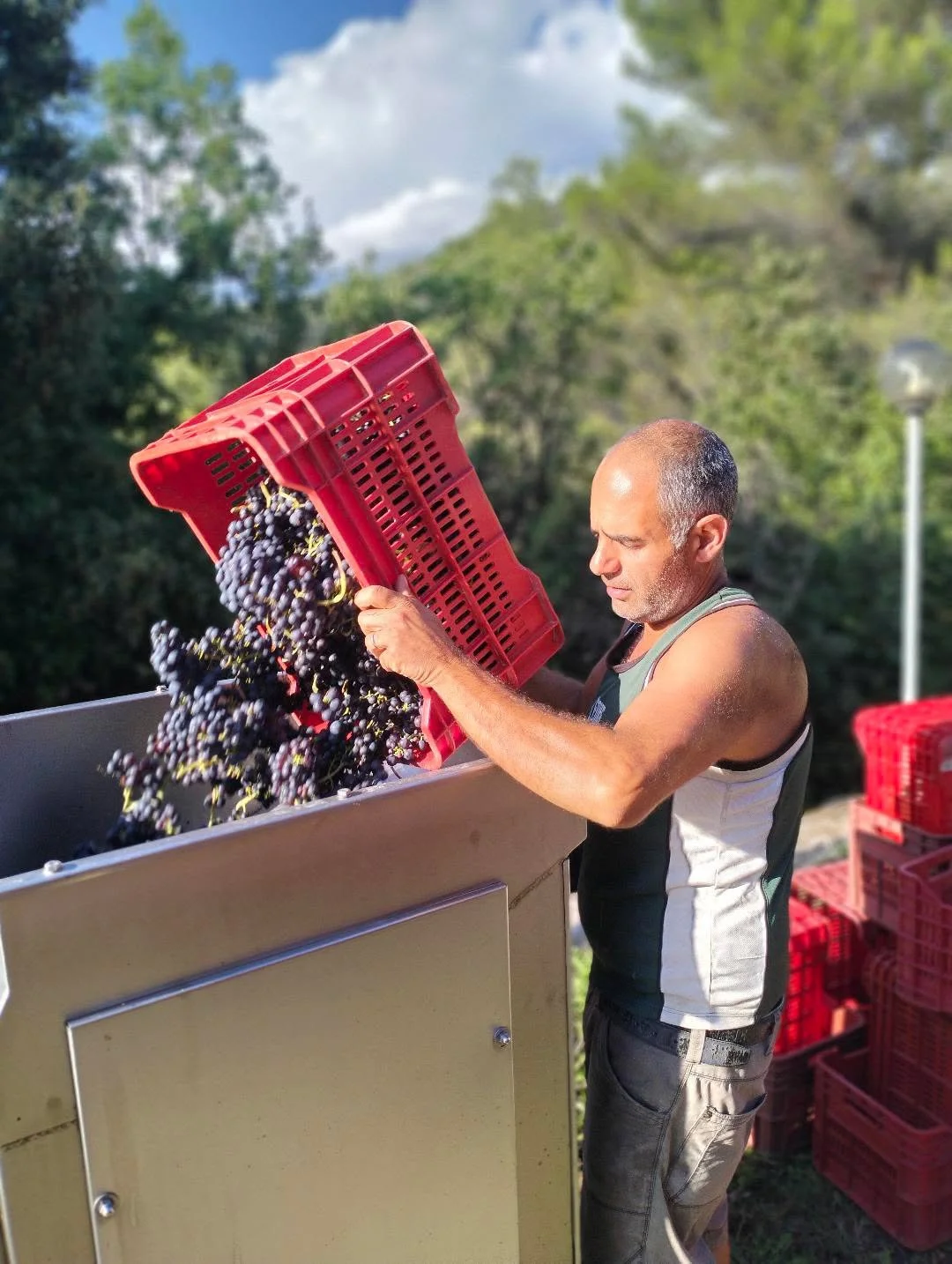 Roberto during harvest