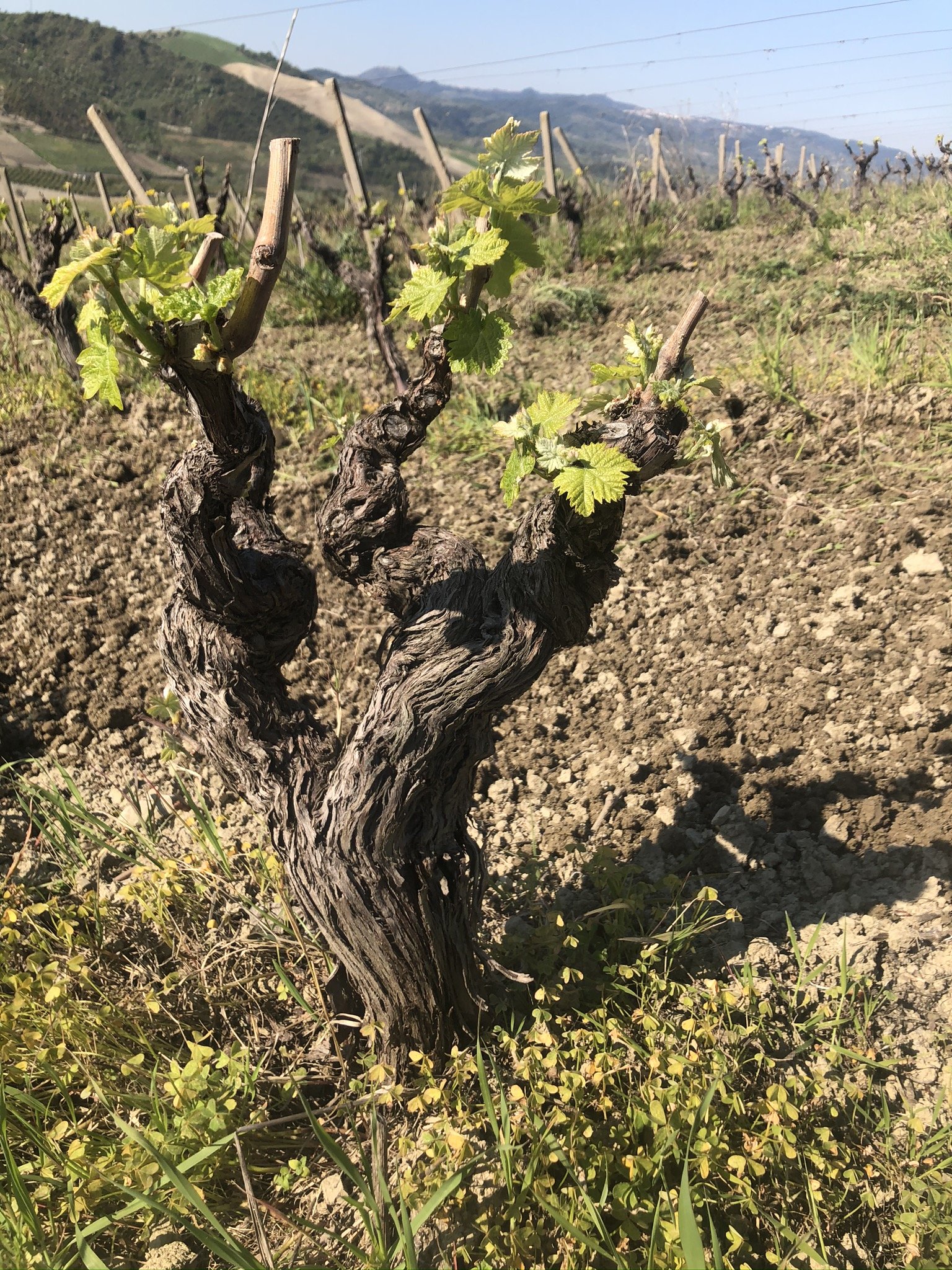 Gaglioppo "Old Vines" Alberello