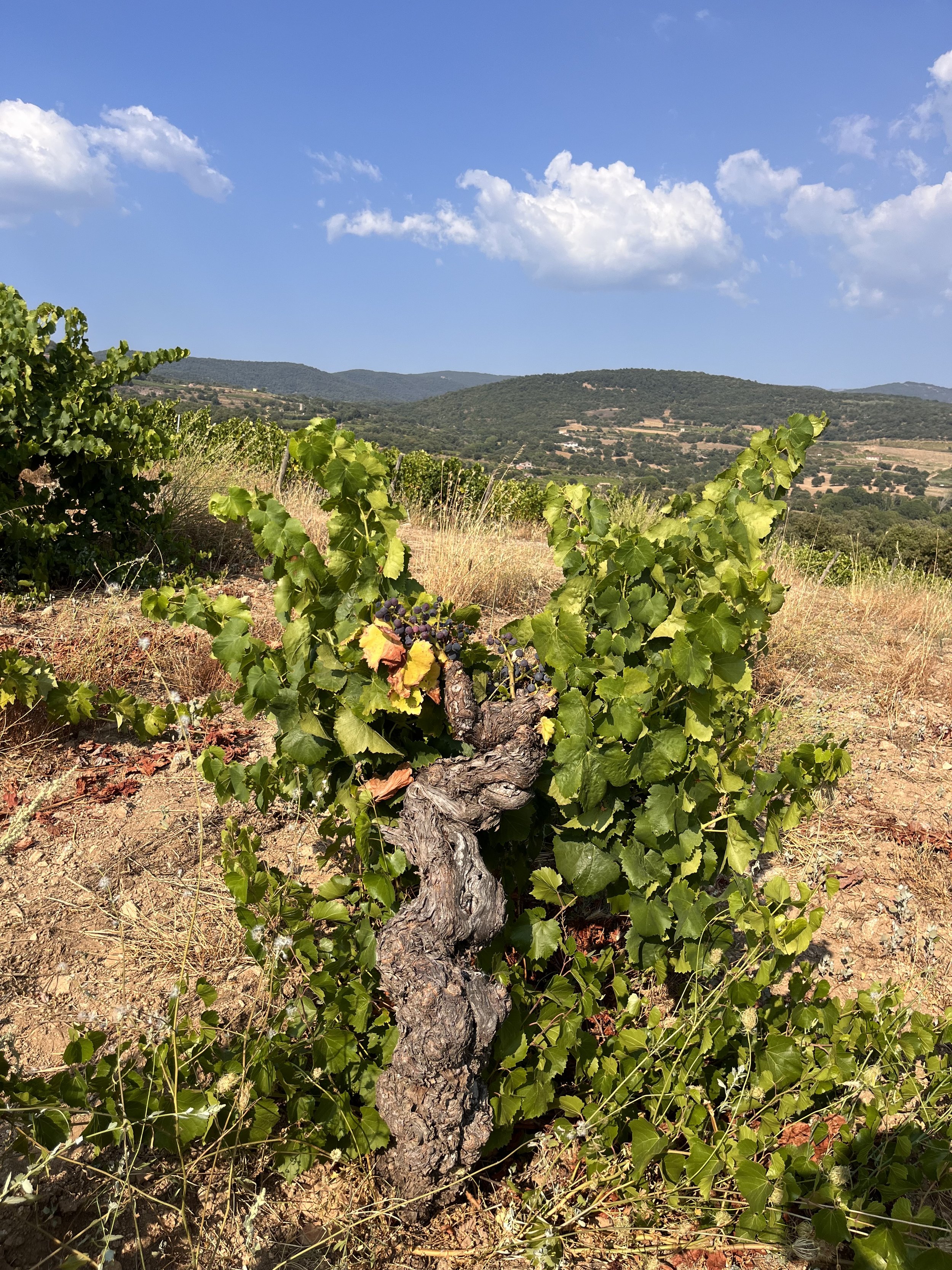 90+ yo Cannonau