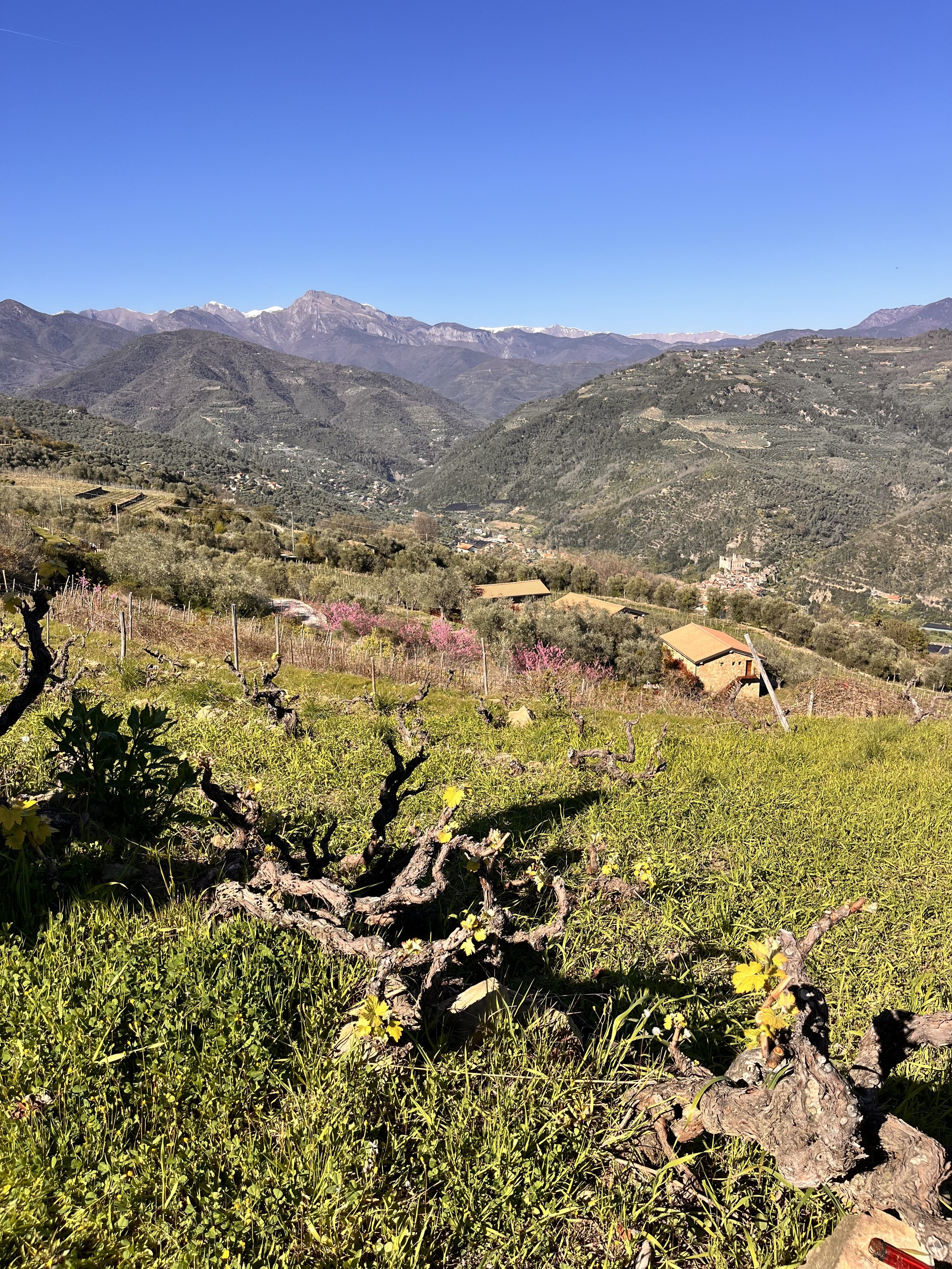Old Rossese vines in Arcagna