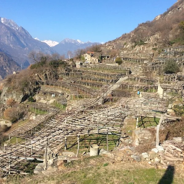 Terraced vineyards in Carema