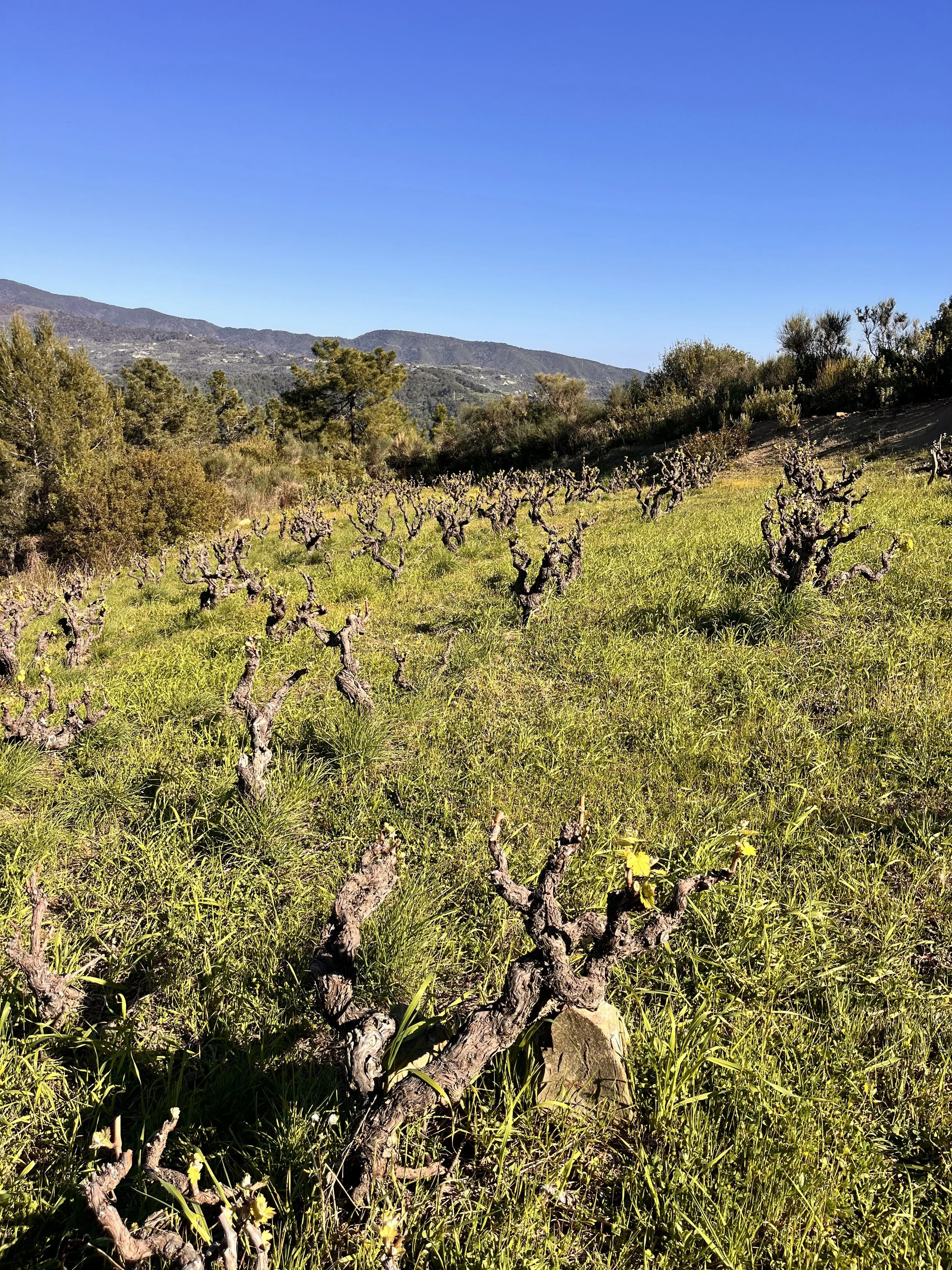 Old Rossese vines in Arcagna