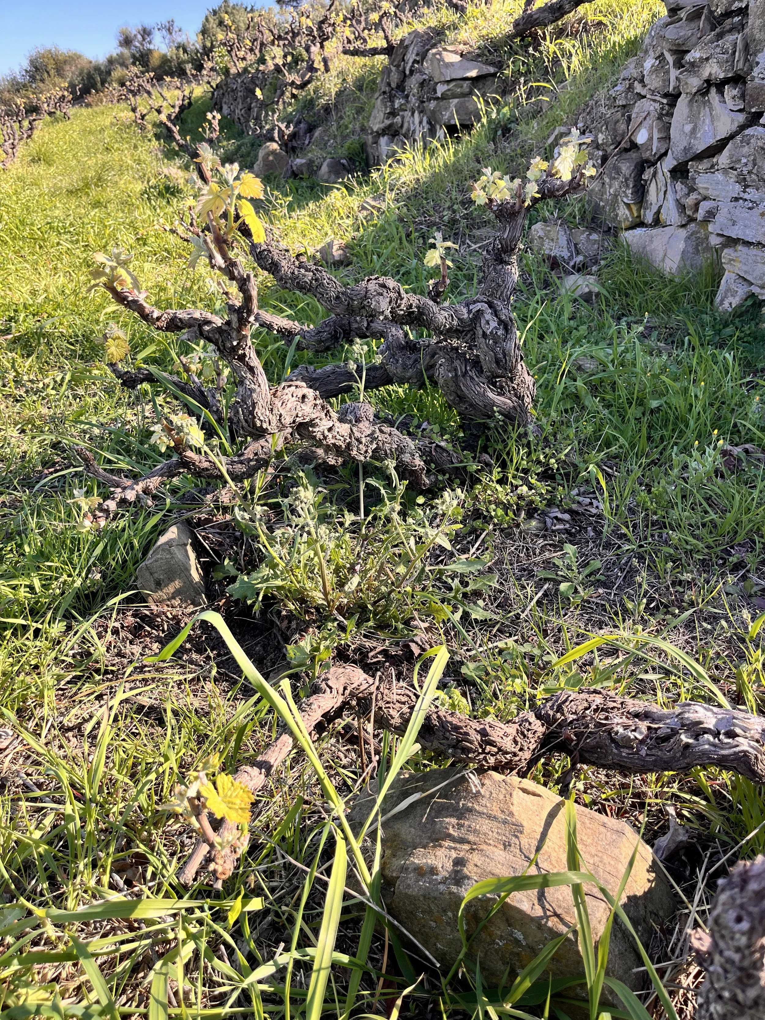 Old Rossese vines in Arcagna