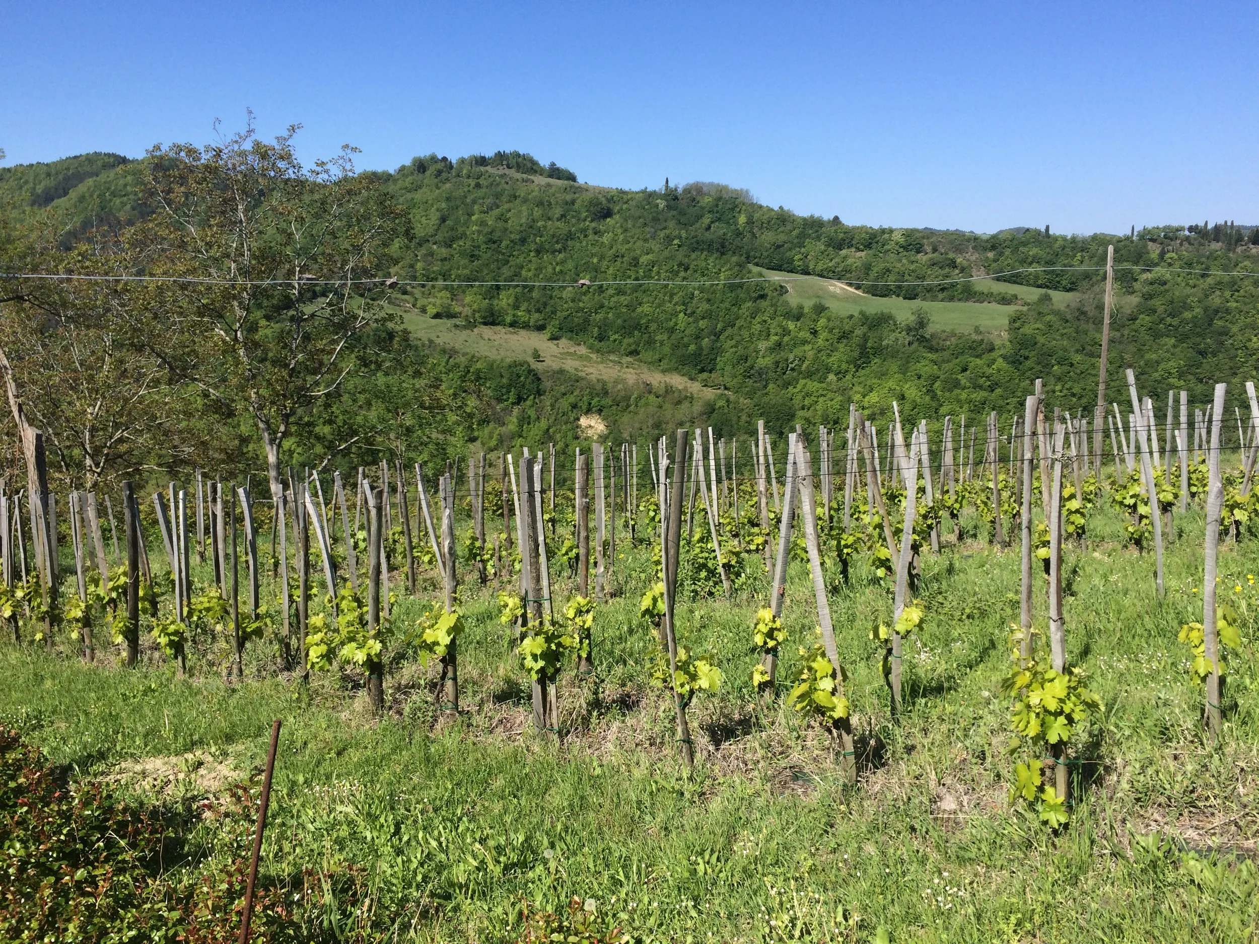 Sangiovese Vineyards at Villa Papiano