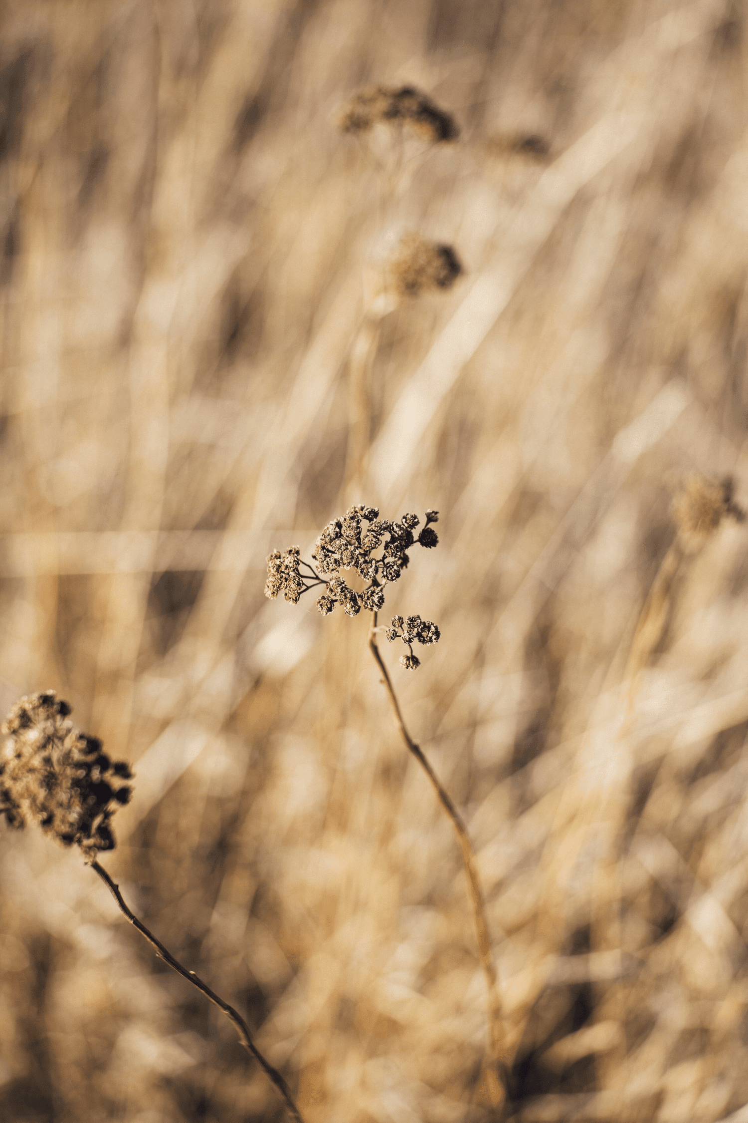 “And the Flower Grows and the Petals Fall and I Am Left Holding This Withered Stem” episode artwork